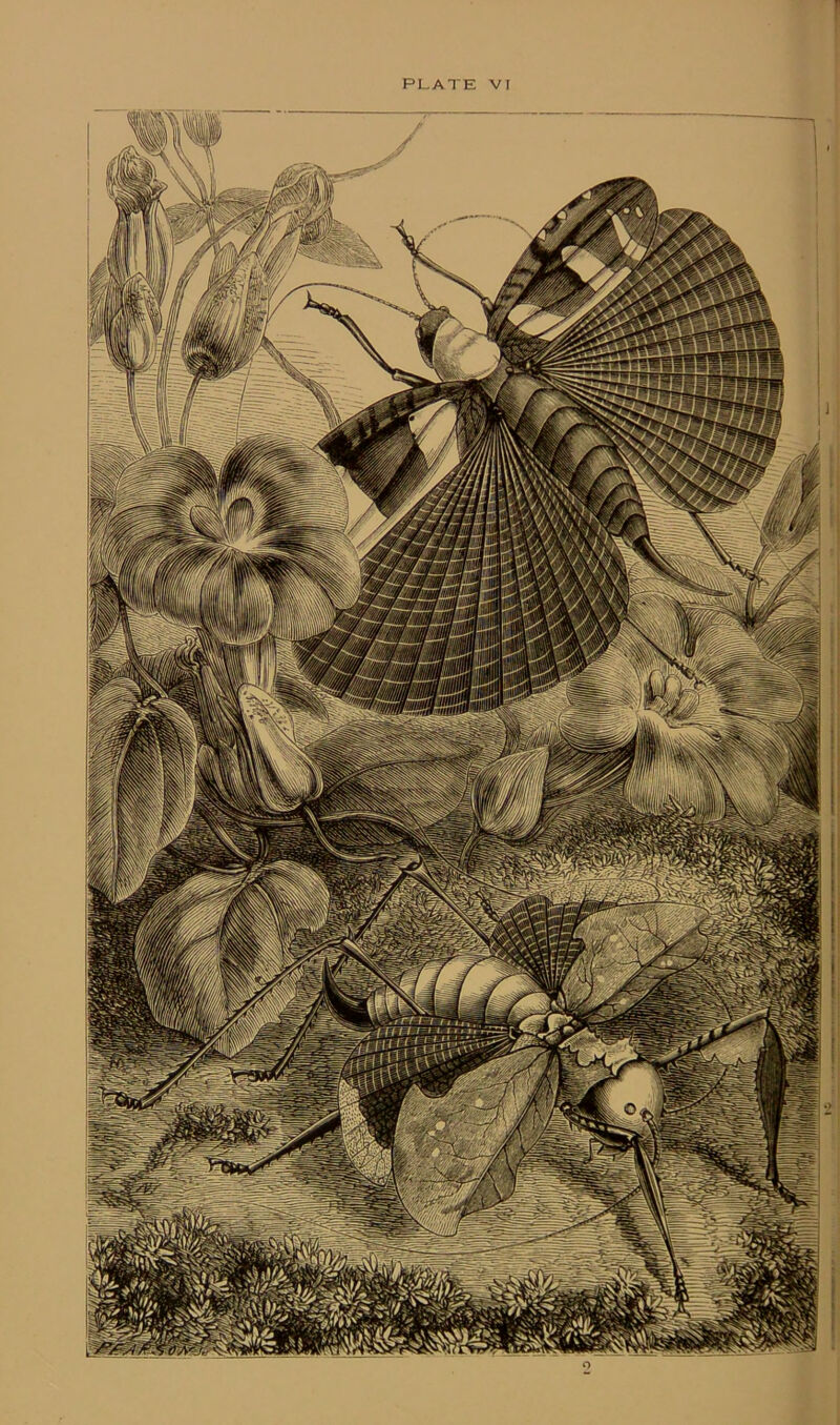 PLATE VI