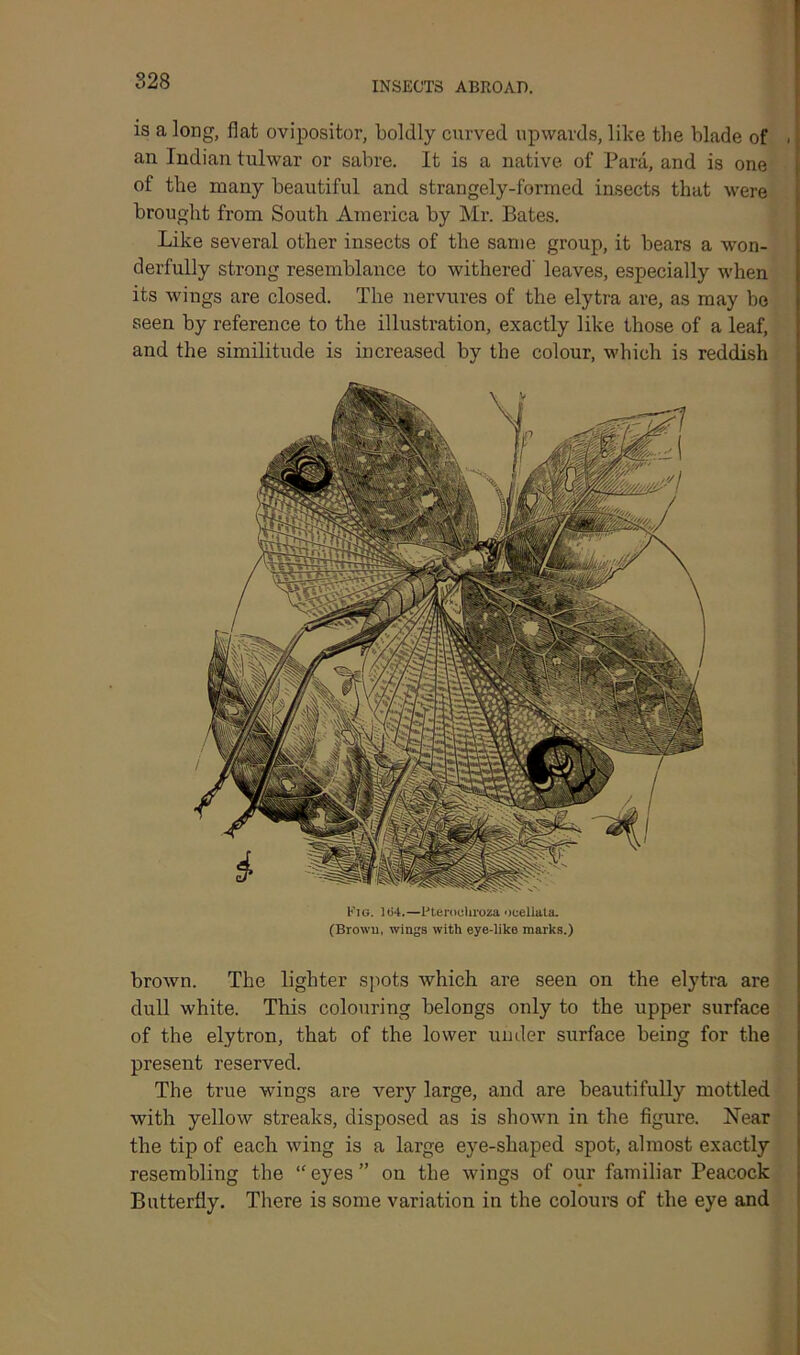 is a long, flat ovipositor, boldly curved upwards, like the blade of • an Indian tulwar or sabre. It is a native of Para, and is one of the many beautiful and strangely-formed insects that were brought from South America by Mr. Bates. Like several other insects of the same group, it bears a won- derfully strong resemblance to withered' leaves, especially when its wings are closed. The nervures of the elytra are, as may bo seen by reference to the illustration, exactly like those of a leaf, and the similitude is increased by the colour, which is reddish Fig. 164.—Pterocliroza oeellata. (Brown, wings with eye-like marks.) brown. The lighter spots which are seen on the elytra ai’e dull white. This colouring belongs only to the upper surface of the elytron, that of the lower under surface being for the present reserved. The true wings are very large, and are beautifully mottled with yellow streaks, disposed as is shown in the figure. Near the tip of each wing is a large eye-shaped spot, almost exactly resembling the “eyes” on the wings of our familiar Peacock Butterfly. There is some variation in the colours of the eye and