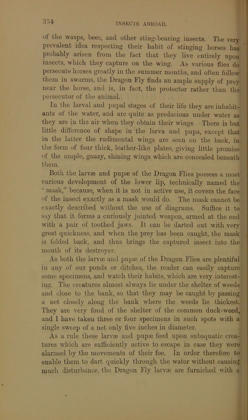 35-fc INSEC IS ABROAD. oi the wasps, bees, and other sting-bearing insects. The very prevalent idea respecting their habit of stinging horses has probably arisen from the fact that they live entirely upon insects, which they capture on the wing. As various flies do persecute horses greatly in the summer months, and often follow them in swarms, the Dragon Fly finds an ample supply of prey near the horse, and is, in fact, the protector rather than the persecutor of the animal. In the larval and pupal stages of their life they are inhabit- ants of the water, and are quite as predacious under water as they are in the air when they obtain their wings. There is but little difference of shape in the larva and pupa, except that in the latter the rudimental wings are seen on the back, in the form of four thick, leather-like plates, giving little promise of the ample, gauzy, shining wings which are concealed beneath them. Both the larvae and pupae of the Dragon Flies possess a most curious development of the lower lip, technically named the “ mask,” because, when it is not in active use, it covers the face of the insect exactly as a mask would do. The mask cannot be exactly described without the use of diagrams. Suffice it to say that it forms a curiously jointed weapon, armed at the end with a pair of toothed jaws. It can be darted out with very great quickness, and when the prey has been caught, the mask is folded back, and thus brings the captured insect into the mouth of its destroyer. As both the larva? and pupa? of the Dragon Flies are plentiful in any of our ponds or ditches, the reader can easily capture some specimens, and watch their habits, which are very interest- ing. Tire creatures almost always lie under the shelter of weeds and close to the bank, so that they may be caught by passing a net closely along the bank where the weeds lie thickest. They are very fond of the shelter of the common duck-weed, and I have taken three or four specimens in such spots with a single sweep of a net only five inches in diameter. As a rule these larvae and pupa? feed upon subaquatic crea- tures which are sufficiently active to escape in case they were alarmed by the movements of their foe. In order therefore to enable them to dart quickly through the water without causing much disturbance, the Dragon Fly larvae are furnished with a