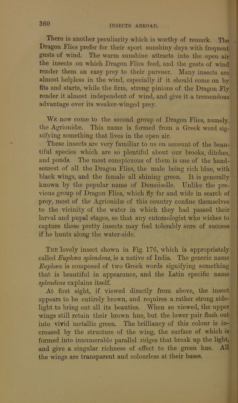 INSECTS ABROAD. There is another peculiarity which is worthy of remark. The • Dragon Flies prefer for their sport sunshiny days with frequent gusts of wind. The warm sunshine attracts into the open air the insects on which Dragon Flies feed, and the gusts of wind render them an easy prey to their pursuer. Many insects are almost helpless in the wind, especially if it should come on by fits and starts, while the firm, strong pinions of the Dragon Fly render it almost independent of wind, and give it a tremendous advantage over its weaker-winged prey. We now come to the second group of Dragon Flies, namely, the Agrionidae. This name is formed from a Greek word sig- nifying something that lives in the open air. These insects are very familiar to us on account of the beau- tiful species which are so plentiful about our brooks, ditches, and ponds. The most conspicuous of them is one of the hand- somest of all the Dragon Flies, the male being rich blue, with black wings, and the female all shining green. It is generally known by the popular name of Demoiselle. Unlike the pre- vious group of Dragon Flies, which fly far and wide in search of prey, most of the Agrionidae of this country confine themselves to the vicinity of the water in which they had passed their larval and pupal stages, so that any entomologist who wishes to capture these pretty insects may feel tolerably sure of success if he hunts along the water-side. The lovely insect shown in Fig. 176, which is appropriately called Ewphcea splendens, is a native of India. The generic name Euphcea is composed of two Greek words signifying something that is beautiful in appearance, and the Latin specific name splendens explains itself. At first sight, if viewed directly from above, the insect appears to be entirely brown, and requires a rather strong side- light to bring out all its beauties. When so viewed, the upper wings still retain their brown hue, but the lower pair flash out into vivid metallic green. The brilliancy of this colour is in- creased by the structure of the wing, the surface of which is formed into innumerable parallel ridges that break up the light, and give a singular richness of effect to the green hue. All the wings are transparent and colourless at their bases.