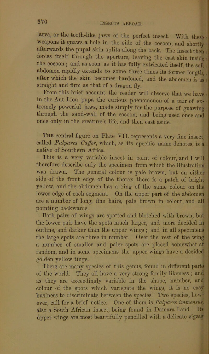 larva, or the tooth-like jaws of the perfect insect. With these 1 weapons it gnaws a hole in the side of the cocoon, and shortly afterwards the pupal skin splits along the back. The insect then forces itself through the aperture, leaving the cast skin inside the cocoon ; and as soon as it has fully extricated itself, the soft abdomen rapidly extends to some three times its former length, after which the skin becomes hardened, and the abdomen is as straight and firm as that of a dragon fly. From this brief account the reader will observe that we have in the Ant Lion pupa the curious phenomenon of a pair of ex- tremely powerful jaws, made simply for the purpose of gnawing through the sand-wall of the cocoon, and being used once and once only in the creature’s life, and then cast aside. The central figure on Plate VII. represents a very fine insect called Palpares Caffer, which, as its specific name denotes, is a native of Southern Africa. This is a very variable insect in point of colour, and I will therefore describe only the specimen from which the illustration was drawn. The general colour is pale brown, but on either side of the front edge of the thorax there is a patch of bright yellow, and the abdomen has a ring of the same colour on the lower edge of each segment. On the upper part of the abdomen are a number of long, fine hairs, pale brown in colour, and all pointing backwards. Both pairs of wings are spotted and blotched with brown, but the lower pair have the spots much larger, and more decided in outline, and darker than the upper wings ; and in all specimens the large spots are three in number. Over the rest of the wing a number of smaller and paler spots are placed somewhat at random, and in some specimens the upper wings have a decided golden yellow tinge. There are many species of this genus, found in different parts of the world. They all have a very strong family likeness ; and as they are exceedingly variable in the shape, number, and colour of the spots which variegate the wings, it is no easy j business to discriminate between the species. Two species, how- ever, call for a brief notice. One of them is Palpares immensus, also a South African insect, being found in Damara Land. Its upper wings are most beautifully pencilled with a delicate zigzag