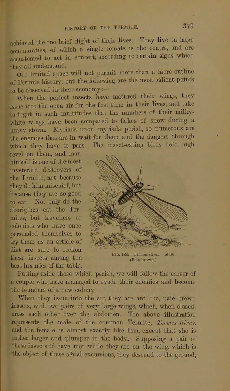 achieved the one brief flight of their lives. They live in large communities, of which a single female is the centre, and are accustomed to act in concert, according to certain signs which they all understand. Our limited space will not permit more than a mere outline of Termite history, but the following are the most salient points to be observed in their economy:— When the perfect insects have matured their wings, they issue into the open air for the first time in their lives, and take to flight in such multitudes that the numbers of their milky- white wings have been compared to flakes of snow during a heavy storm. Myriads upon myriads perish, so numerous are the enemies that are in wait for them and the clangers through which they have to pass. The insect-eating birds hold high revel on them, and man himself is one of the most inveterate destroyers of the. Termite, not because they do him mischief, but because they are so good to eat. Not only do the aborigines eat the Ter- mites, but travellers or colonists who have once persuaded themselves to try them as an article of diet are sure to reckon these insects among the best luxuries of the table. Putting aside those which perish, we will follow the career of a couple who have managed to evade their enemies and become the founders of a new colony. When they issue into the air, they are ant-like, pale brown insects, with two pairs of very large wings, which, when closed, cross each other over the abdomen. The above illustration represents the male of the common Termite, Tcrm.es dims, and the female is almost exactly like him, except that she is rather larger and plumper in the body. Supposing a pair of these insects to have met while they are on the wing, which is the object of these aerial excursions, they descend to the ground, Pig. 1S3.—Termes dirus. Male. (Pale brown.)