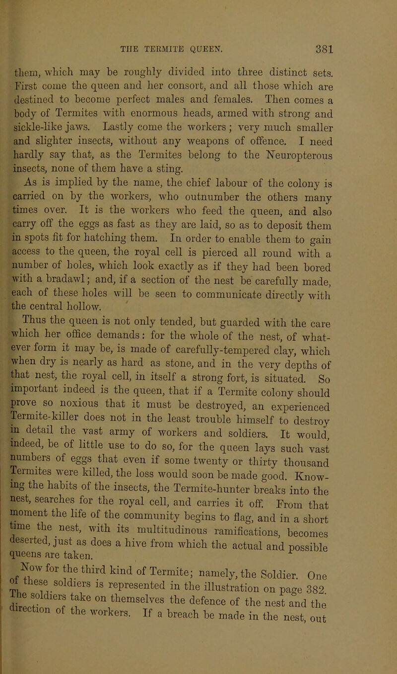 them, which may be roughly divided into three distinct sets. First come the queen and her consort, and all those which are destined to become perfect males and females. Then comes a body of Termites with enormous heads, armed with strong and sickle-like jaws. Lastly come the workers ; very much smaller and slighter insects, without any weapons of offence. I need hardly say that, as the Termites belong to the Neuropterous insects, none of them have a sting. As is implied by the name, the chief labour of the colony is carried on by the workers, who outnumber the others many times over. It is the workers who feed the queen, and also carry off the eggs as fast as they are laid, so as to deposit them in spots fit for hatching them. In order to enable them to gain access to the queen, the royal cell is pierced all round with a number of boles, which look exactly as if they had been bored with a bradawl; and, if a section of the nest be carefully made, each of these holes will be seen to communicate directly with the central hollow. Thus the queen is not only tended, but guarded with the care which her office demands: for the whole of the nest, of what- ever form it may be, is made of carefully-tempered clay, which when dry is nearly as hard as stone, and in the very depths of that nest, the royal cell, in itself a strong fort, is situated. So important indeed is the queen, that if a Termite colony should prove so noxious that it must be destroyed, an experienced Termite-killer does not in the least trouble himself to destroy in detail the vast army of workers and soldiers. It would, indeed, be of little use to do so, for the queen lays such vast numbers of eggs that even if some twenty or thirty thousand Termites were killed, the loss would soon be made good. Know- ing the habits of the insects, the Termite-hunter breaks into the nest, searches for the royal cell, and carries it off. From that moment the life of the community begins to flag, and in a short time the nest, with its multitudinous ramifications, becomes deserted, just as does a hive from which the actual and possible queens are taken. Now for the third kind of Termite; namely, the Soldier. One these soldiers is represented in the illustration on page 382 d recSierf3 I?® °nithemselves tte defence of the nest and the rection of the workers. If a breach be made in the nest out