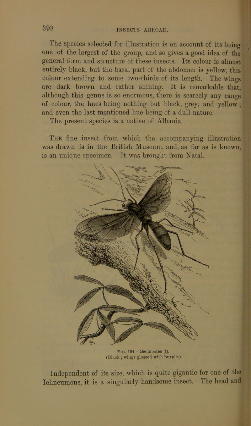 The species selected for illustration is on account of its being one of the largest of the group, and so gives a good idea of the general form and structure of these insects. Its colour is almost entirely black, but the basal part of the abdomen is yellow, this colour extending to some two-thirds of its length. The wings are dark brown and rather shining. It is remarkable that, although this genus is so enormous, there is scarcely any range of colour, the hues being nothing but black, grey, and yellow; and even the last mentioned hue being of a dull nature. The present species is a native of Albania. The fine insect from which the accompanying illustration was drawn is in the British Museum, and, as far as is known, is an unique specimen. Tt was brought from Natal. Independent of its size, which is quite gigantic for one of the Ichneumons, it is a singularly handsome insect. The head and