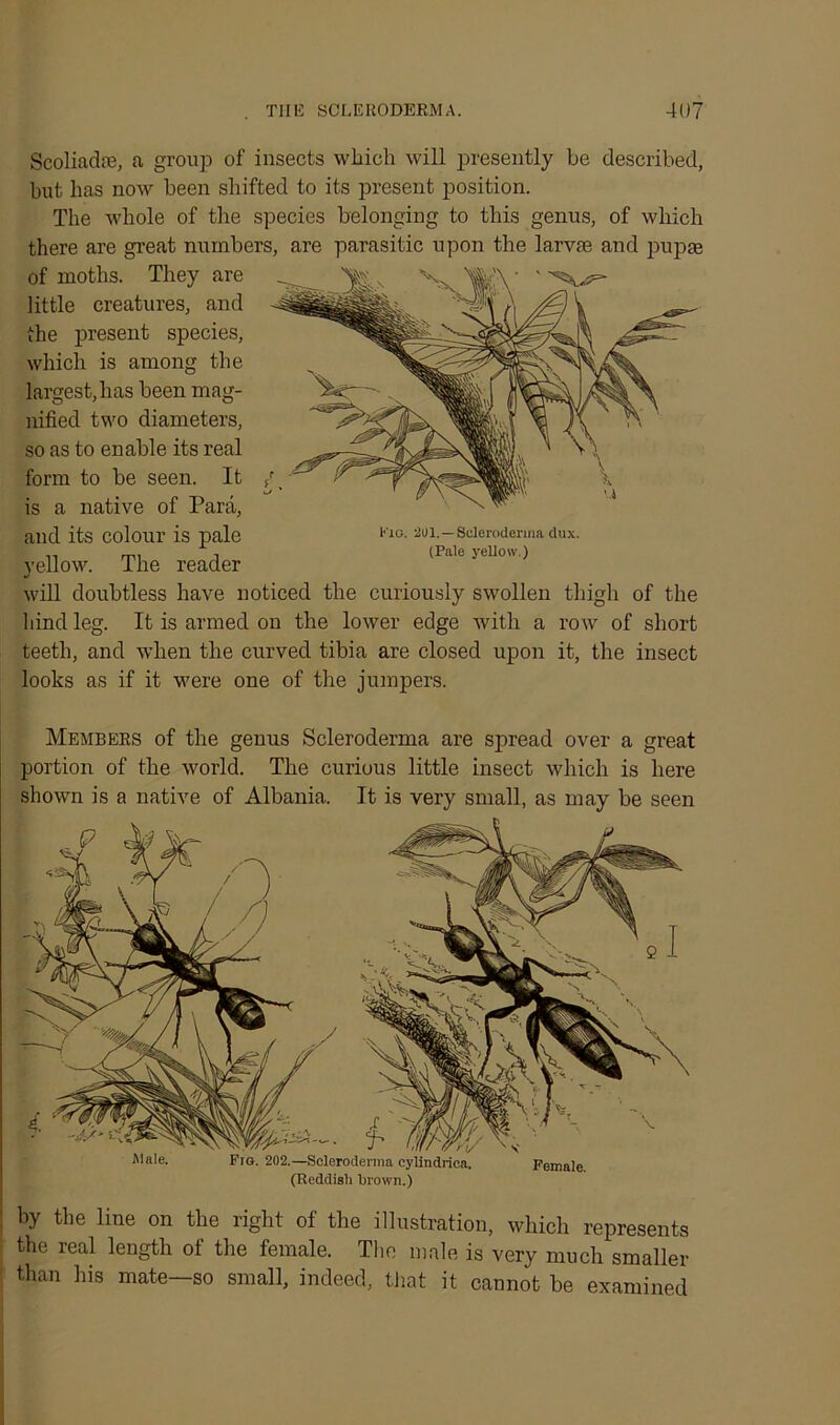 Scoliadte, a group of insects which will presently be described, but has now been shifted to its present position. The whole of the species belonging to this genus, of which there are great numbers, are parasitic upon the larvae and pupae of moths. They are little creatures, and the present species, which is among the largest,has been mag- nified two diameters, so as to enable its real form to be seen. It is a native of Para, and its colour is pale yellow. The reader J will doubtless have noticed the curiously swollen thigh of the hind leg. It is armed on the lower edge with a row of short teeth, and when the curved tibia are closed upon it, the insect looks as if it were one of the jumpers. 1' iG. 2U1.—Scleroderma dux. (Pale yellow.) by the line on the right of the illustration, which represents the real length of the female. The male is very much smaller than his mate—so small, indeed, that it cannot be examined Male. Members of the genus Scleroderma are spread over a great portion of the world. The curious little insect which is here shown is a native of Albania. It is very small, as may be seen ... i Fro. 202.—Scleroderma cylindrica. (Reddish brown.) V Female.