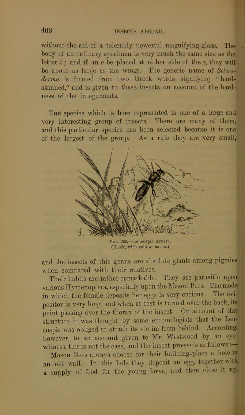 without the aid of a tolerably powerful magnifying-glass. The body of an ordinary specimen is very much the same size as the letter i; and if an o be placed at either side of the i, they will be about as large as the wings. The generic name of Sclero- derma is formed from two Greek words signifying “hard- skinned/’ and is given to these insects on account of the hard- ness of the integuments. The species which is here represented is one of a large and very interesting group of insects. There are many of them, and this particular species has been selected because it is one of the largest of the group. As a rule they are very small, and the insects of this genus are absolute giants among pigmies when compared with their relatives. Their habits are rather remarkable. They are parasitic upon various Hymenoptera, especially upon the Mason Bees. The mode in which the female deposits her eggs is very curious. The ovi- positor is very long, and when at rest is turned over the back, its point passing over the thorax of the insect. On account of this structure it was thought by some entomologists that the Leu- cospis was obliged to attack its victim from behind. According, however, to an account given to Mr. Westwood by an eye- witness, this is not the case, and the insect proceeds as follows Mason Bees always choose for their building-place a hole iu an old wall. In this hole they deposit an egg, together with u supply of food for the young larva, and then close it up. Pig. 203.—Leucospi3 Aruera. (Black, with yellow marks.)