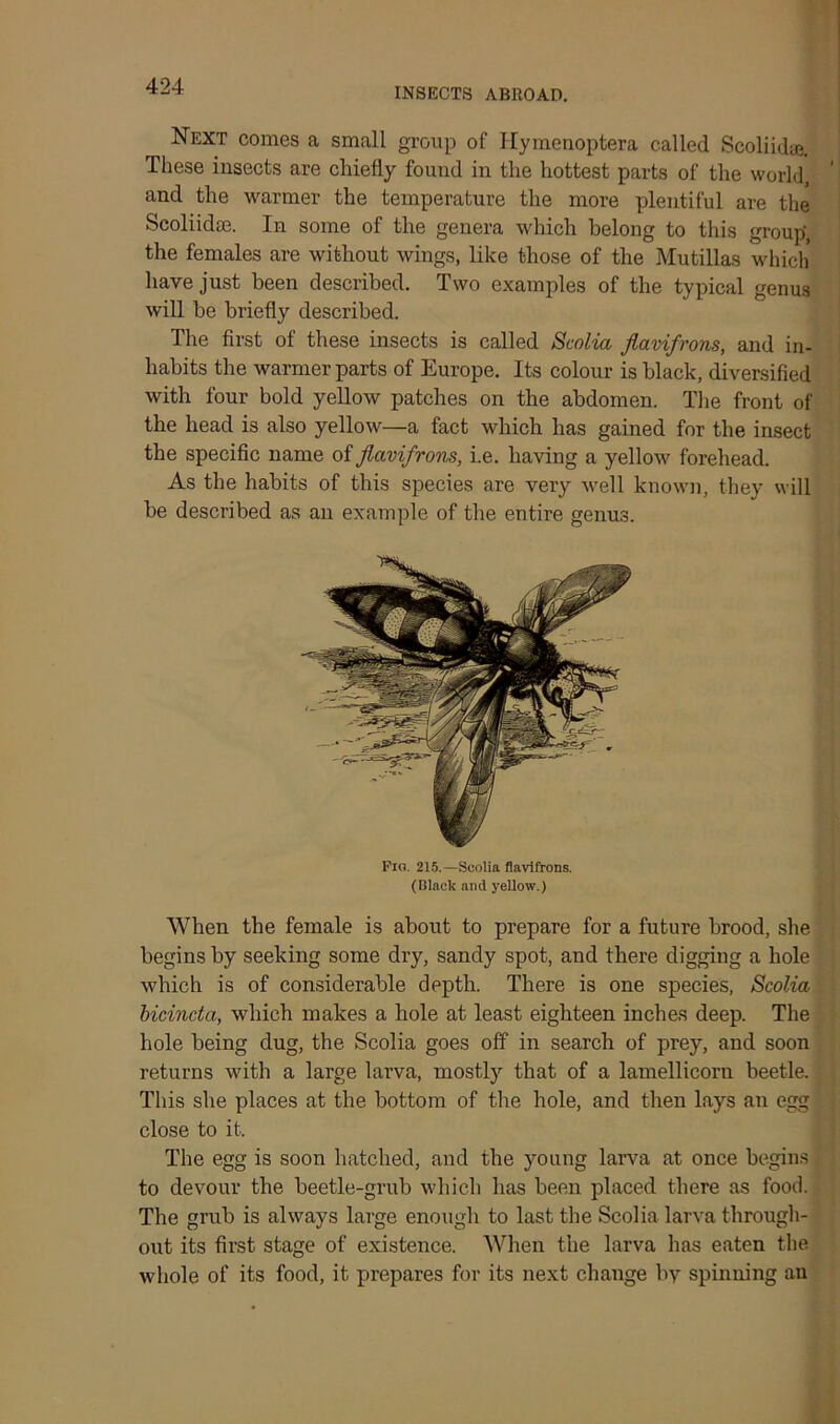 INSECTS ABROAD. Next comes a small group of Hymenoptera called Scoliidte. These insects are chiefly found in the hottest parts of the world, and the warmer the temperature the more plentiful are the Scoliidae. In some of the genera which belong to this group', the females are without wings, like those of the Mutillas which have just been described. Two examples of the typical genus will be briefly described. The first of these insects is called Scolia fiavifrons, and in- habits the warmer parts of Europe. Its colour is black, diversified with four bold yellow patches on the abdomen. The front of the head is also yellow—a fact which has gained for the insect the specific name of fiavifrons, i.e. having a yellow forehead. As the habits of this species are very well known, they will be described as an example of the entire genus. Fio. 215.—Scolia fiavifrons. (Black and yellow.) When the female is about to prepare for a future brood, she begins by seeking some dry, sandy spot, and there digging a hole which is of considerable depth. There is one species, Scolia bicincta, which makes a hole at least eighteen inches deep. The hole being dug, the Scolia goes off in search of prey, and soon returns with a large larva, mostly that of a lamellicorn beetle. This she places at the bottom of the hole, and then lays an egg close to it. The egg is soon hatched, and the young larva at once begins to devour the beetle-grub which has been placed there as food. The grub is always large enough to last the Scolia larva through- out its first stage of existence. When the larva has eaten the whole of its food, it prepares for its next change by spinning an