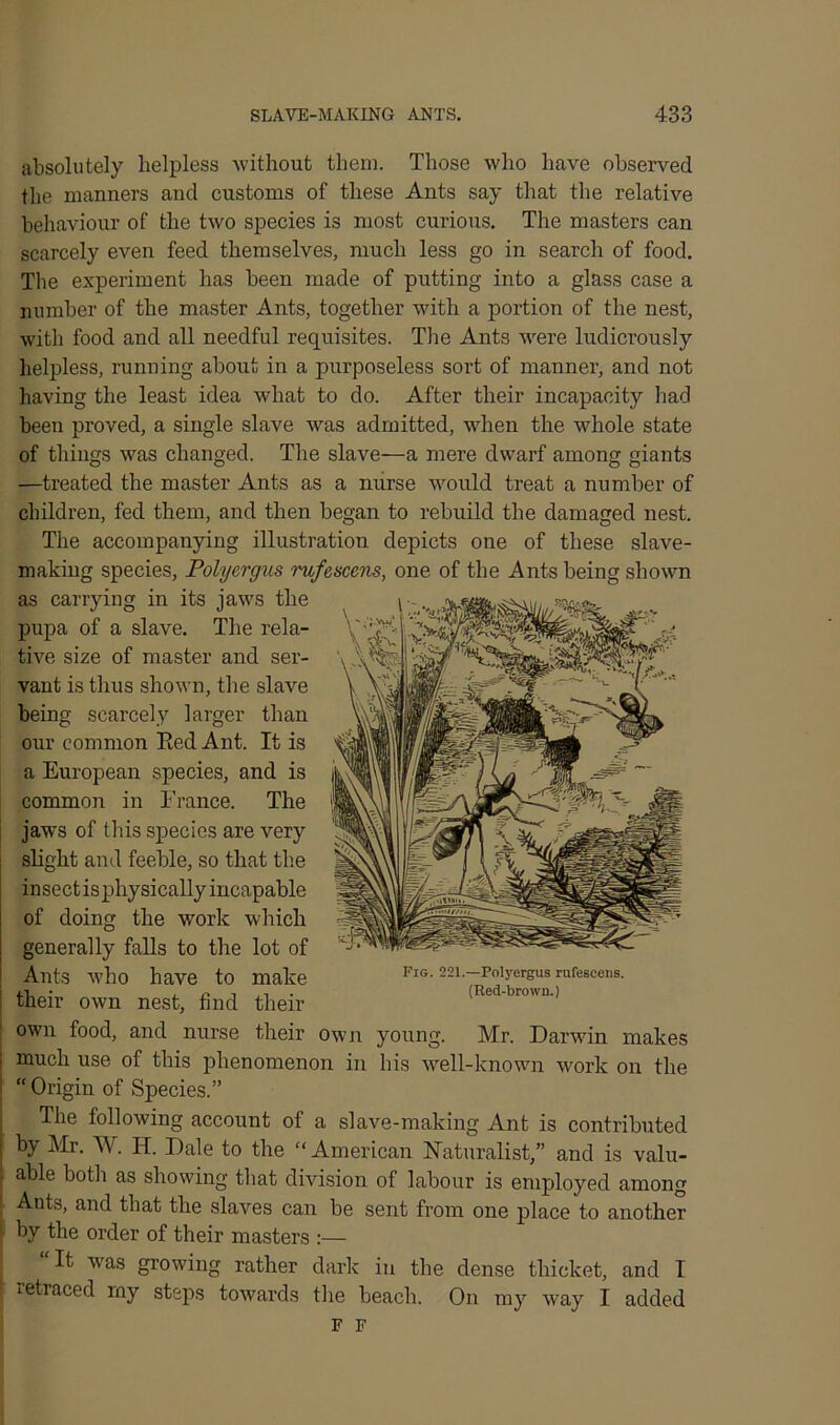 absolutely helpless without them. Those who have observed the manners and customs of these Ants say that the relative behaviour of the two species is most curious. The masters can scarcely even feed themselves, much less go in search of food. The experiment has been made of putting into a glass case a number of the master Ants, together with a portion of the nest, with food and all needful requisites. The Ants were ludicrously helpless, running about in a purposeless sort of manner, and not having the least idea what to do. After their incapacity had been proved, a single slave was admitted, when the whole state of things was changed. The slave—a mere dwarf among giants —treated the master Ants as a nurse would treat a number of children, fed them, and then began to rebuild the damaged nest. The accompanying illustration depicts one of these slave- making species, Polycrgus rufesccns, one of the Ants being shown as carrying in its jaws the pupa of a slave. The rela- tive size of master and ser- vant is thus shown, the slave being scarcely larger than our common Eed Ant. It is a European species, and is common in France. The jaws of this species are very slight and feeble, so that the insect isphysically incapable of doing the work which generally falls to the lot of Ants who have to make their own nest, find their own food, and nurse their own young. Mr. Darwin makes much use of this phenomenon in his well-known work on the “ Origin of Species.” The following account of a slave-making Ant is contributed by Mr. W. H. Dale to the American Naturalist,” and is valu- able both as showing that division of labour is employed among Ants, and that the slaves can be sent from one place to another by the order of their masters :— “It was growing rather dark in the dense thicket, and I retraced my steps towards the beach. On my way I added F F Fig. 221.—Polyergus rufeseens. (Red-brown.)