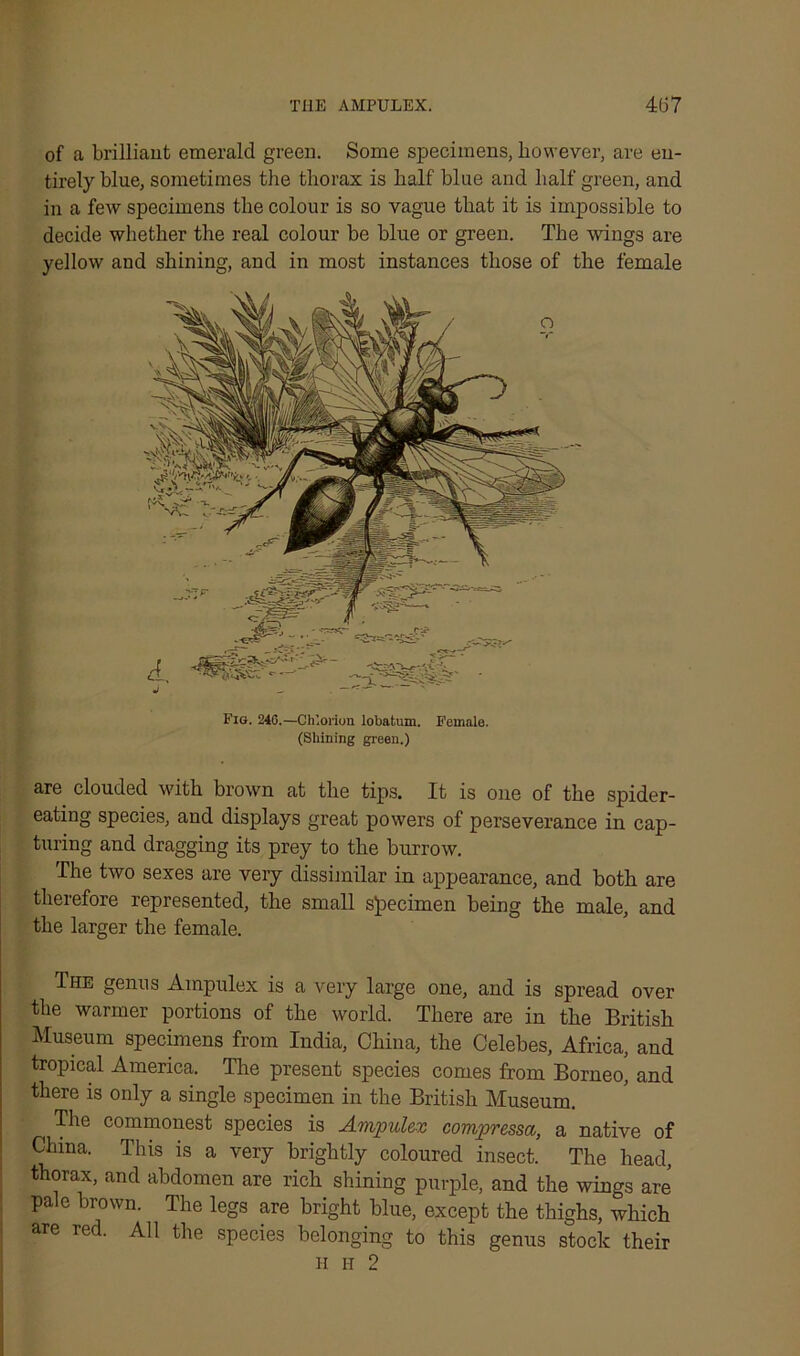 of a brilliant emerald green. Some specimens, however, are en- tirely blue, sometimes the thorax is half blue and half green, and in a few specimens the colour is so vague that it is impossible to decide whether the real colour be blue or green. The wings are yellow and shining, and in most instances those of the female Fig. 246.—Ch’.orion lobatum. Female. (Shining green.) are clouded with brown at the tips. It is one of the spider- eating species, and displays great powers of perseverance in cap- turing and dragging its prey to the burrow. The two sexes are very dissimilar in appearance, and both are therefore represented, the small specimen being the male, and the larger the female. The genus Ainpulex is a very large one, and is spread over the warmer portions of the world. There are in the British Museum specimens from India, China, the Celebes, Africa, and tropical America. Tire present species comes from Borneo, and there is only a single specimen in the British Museum. The commonest species is Ainpulex compressa, a native of China. This is a very brightly coloured insect. The head, thorax, and abdomen are rich shining purple, and the wings are pale brown. The legs are bright blue, except the thighs, which are red. All the species belonging to this genus stock their II h 2