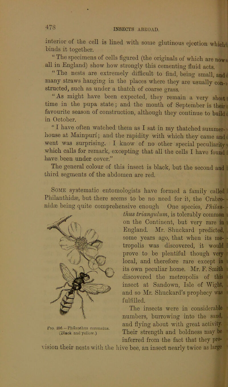 interior of the cell is lined with some glutinous ejection which- binds it together. “ The specimens of cells figured (the originals of which are now ■ all in England) show how strongly this cementing fluid acts. “ The nests are extremely difficult to find, being small, and many straws hanging in the places where they are usually con-; structed, such as under a thatch of coarse grass. “As might have been expected, they remain a very shoit time in the pupa state; and the month of September is their favourite season of construction, although they continue to build in October. “ I have often watched them as I sat in my thatched summer- house at Mainpuri; and the rapidity with which they came and went was surprising. I know of no other special peculiarity which calls for remark, excepting that all the cells I have found J have been under cover.” The general colour of this insect is black, but the second and third segments of the abdomen are red. Some systematic entomologists have formed a family called Philanthidae, but there seems to be no need for it, the Crabro- nidae being quite comprehensive enough One species, Philan- tlms triangulum, is tolerably common on the Continent, but very rare in England. Mr. Shuckard predicted, some years ago, that when its me- • tropolis was discovered, it would prove to be plentiful though very local, and therefore rare except in its own peculiar home. Mr. F. Smith discovered the metropolis of this • insect at Sandown, Isle of Wight, and so Mr. Shuckard’s prophecy was fulfilled. The insects were in considerable numbers, burrowing into the sand, and flying about with great activity. Their strength and boldness may be inferred from the fact that they pro- vision their nests with the hive bee, an insect nearly twice as large mo. 266.—Philanthus eoronntus.