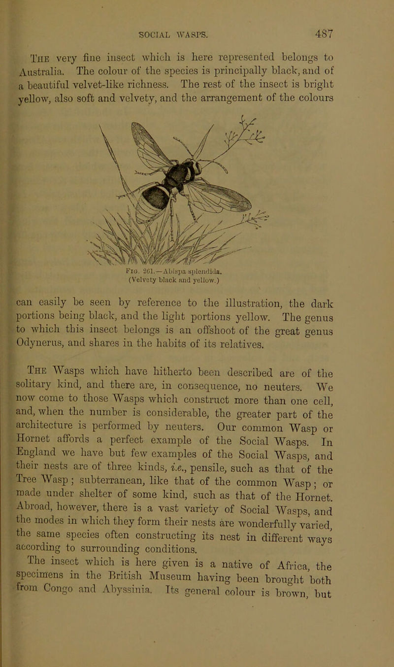 SOCIAL WASPS. 4S7 The very fine insect which is here represented belongs to Australia. The colour of the species is principally blade, and of a beautiful velvet-like richness. The rest of the insect is bright yellow, also soft and velvety, and the arrangement of the colours (Velvety black and yellow.) can easily be seen by reference to the illustration, the dark portions being black, and the light portions yellow. The genus to which this insect belongs is an offshoot of the great genus Odynerus, and shares in the habits of its relatives. The Wasps which have hitherto been described are of the solitary kind, and there are, in consequence, no neuters. We now come to those Wasps which construct more than one cell, and, when the number is considerable, the greater part of the architecture is performed by neuters. Our common Wasp or Hornet affords a perfect example of the Social Wasps. In England we have but few examples of the Social Wasps, and their nests are of three kinds, i.e., pensile, such as that of the Tree Wasp ; subterranean, like that of the common Wasp ; or made under shelter of some kind, such as that of the Hornet. Abroad, however, there is a vast variety of Social Wasps, and the modes in which they form their nests are wonderfully varied, the same species often constructing its nest in different ways according to surrounding conditions. The insect which is here given is a native of Africa, the specimens in the British Museum having been brought both from Congo and Abyssinia. Its general colour is brown, but