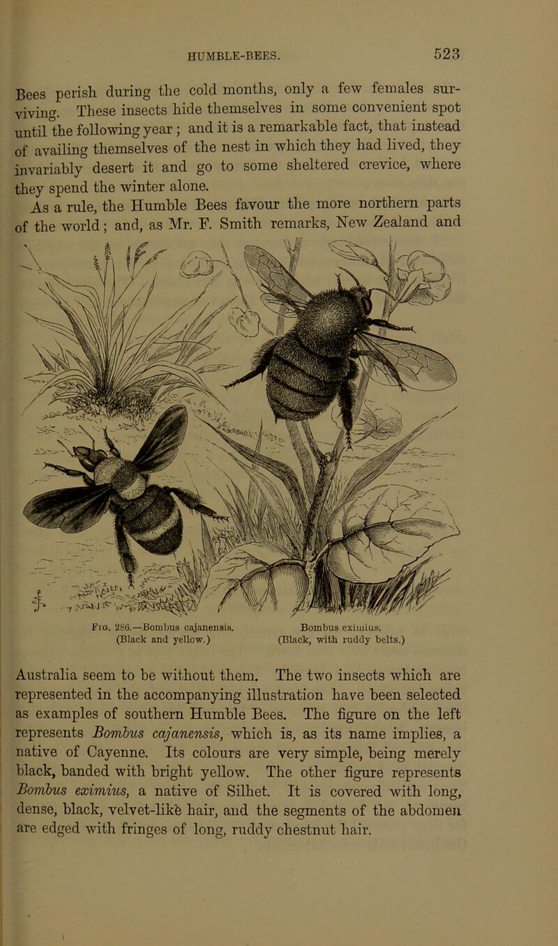 Bees perish during the cold months, only a few females sur- viving These insects hide themselves in some convenient spot until the following year; and it is a remarkable fact, that instead of availing themselves of the nest in which they had lived, they invariably desert it and go to some sheltered crevice, where they spend the winter alone. As a rule, the Humble Bees favour the more northern parts of the world; and, as Mr. F. Smith remarks, New Zealand and Fig. 286.—Bombus eajanensis. Bombus exiinius. (Black and yellow.) (Black, with ruddy belts.) Australia seem to be without them. The two insects winch are represented in the accompanying illustration have been selected as examples of southern Humble Bees. The figure on the left represents Bombus eajanensis, which is, as its name implies, a native of Cayenne. Its colours are very simple, being merely black, banded with bright yellow. The other figure represents Bombus eximius, a native of Silhet. It is covered with long, dense, black, velvet-likfe hair, and the segments of the abdomen are edged with fringes of long, ruddy chestnut hair. I