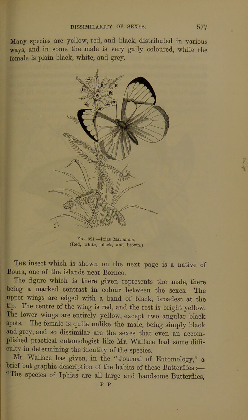 Many species are yellow, red, and black, distributed in various ways, and in some the male is very gaily coloured, while the female is plain black, white, and grey. Fig. 321.—Ixias Marianma. (Red, white, black, and brown.) l The insect which is shown on the next page is a native of Boura, one of the islands near Borneo. The figure which is there given represents the male, there being a marked contrast in colour between the sexes. The upper wings are edged with a band of black, broadest at the tip. The centre of the wing is red, and the rest is bright yellow. The lower wings are entirely yellow, except two angular black spots. The female is quite unlike the male, being simply black and grey, and so dissimilar are the sexes that even an accom- plished practical entomologist like Mr. Wallace had some diffi- culty in determining the identity of the species. Mr. W allace has given, in the “ Journal of Entomology,” a brief but graphic description of the habits of these Butterflies:— The species of Iphias are all large and handsome Butterflies, p P