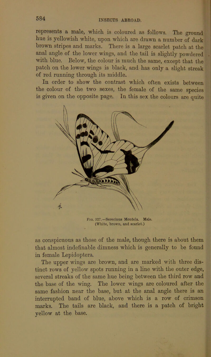 represents a male, which is coloured as follows. The ground hue is yellowish white, upon which are drawn a number of dark brown stripes and marks. There is a large scarlet patch at the anal angle of the lower wings, and the tail is slightly powdered , with blue. Below, the colour is much the same, except that the patch on the lower wings is black, and has only a slight streak of red running through its middle. In order to show the contrast which often exists between the colour of the two sexes, the female of the same species is given on the opposite page. In this sex the colours are quite Pig. 327. —Serecinus Montela. Male. (White, brown, and scarlet.) as conspicuous as those of the male, though there is about them that almost indefinable dimness which is generally to be found in female Lepidoptera. The upper wings are brown, and are marked with three dis- tinct rows of yellow spots running in a line with the outer edge, several streaks of the same hue being between the third row and the base of the wing. The lower wings are coloured after the same fashion near the base, but at the anal angle there is an interrupted band of blue, above which is a row of crimson marks. The tails are black, and there is a patch of bright yellow at the base.