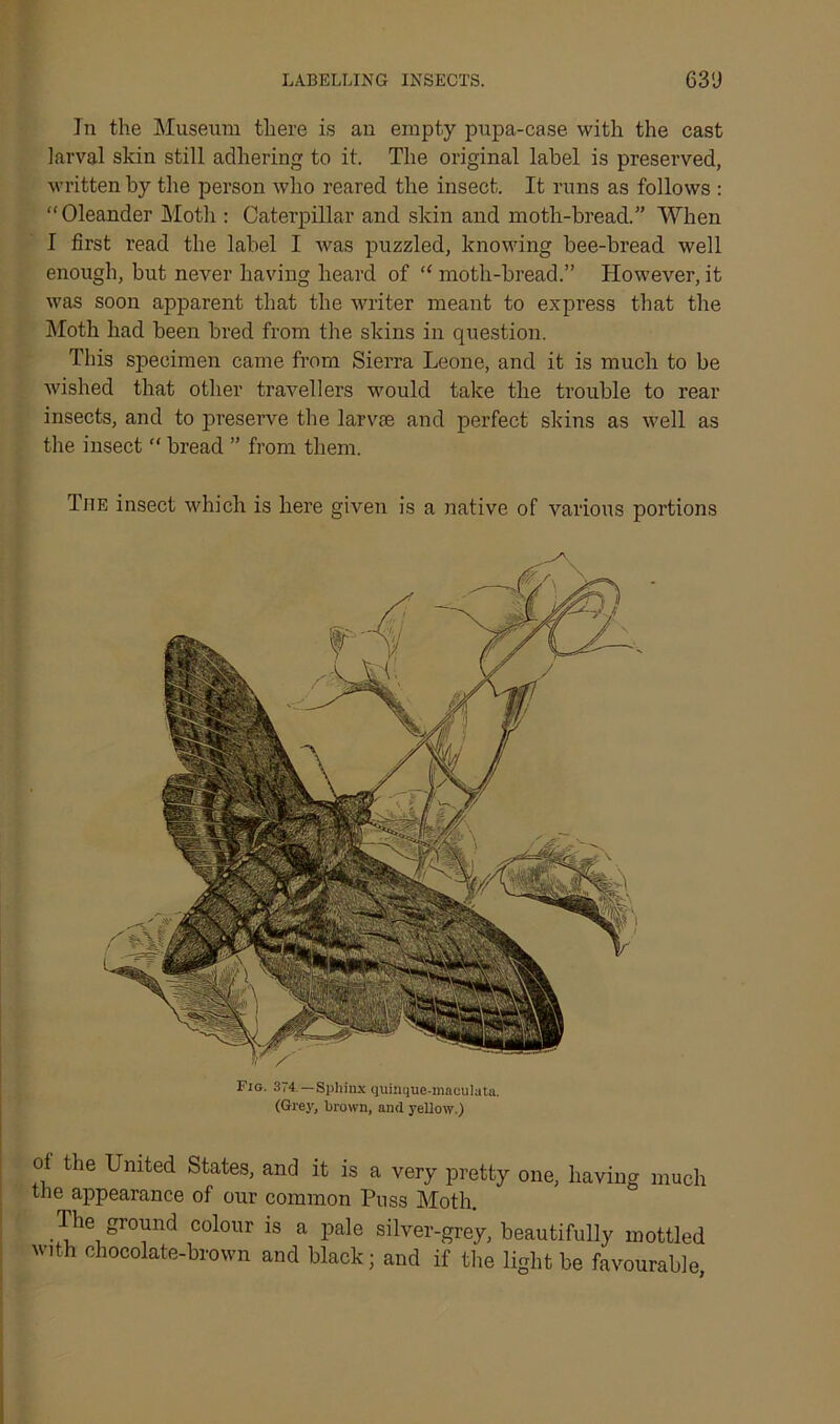 LABELLING INSECTS. 63'J In the Museum there is an empty pupa-case with the cast larval skin still adhering to it. The original label is preserved, written by the person who reared the insect. It runs as follows : “Oleander Moth : Caterpillar and skin and moth-bread.” When I first read the label I was puzzled, knowing bee-bread well enough, but never having heard of “moth-bread.” However,it was soon apparent that the writer meant to express that the Moth had been bred from the skins in question. This specimen came from Sierra Leone, and it is much to be wished that other travellers would take the trouble to rear insects, and to preserve the larvae and perfect skins as well as the insect “ bread ” from them. The insect which is here given is a native of various portions Fig. 374.—Sphinx quinque-maculata. (Grey, brown, and yellow.) ol the United States, and it is a very pretty one, having much the appearance of our common Puss Moth. The ground colour is a pale silver-grey, beautifully mottled with chocolate-brown and black; and if the light be favourable