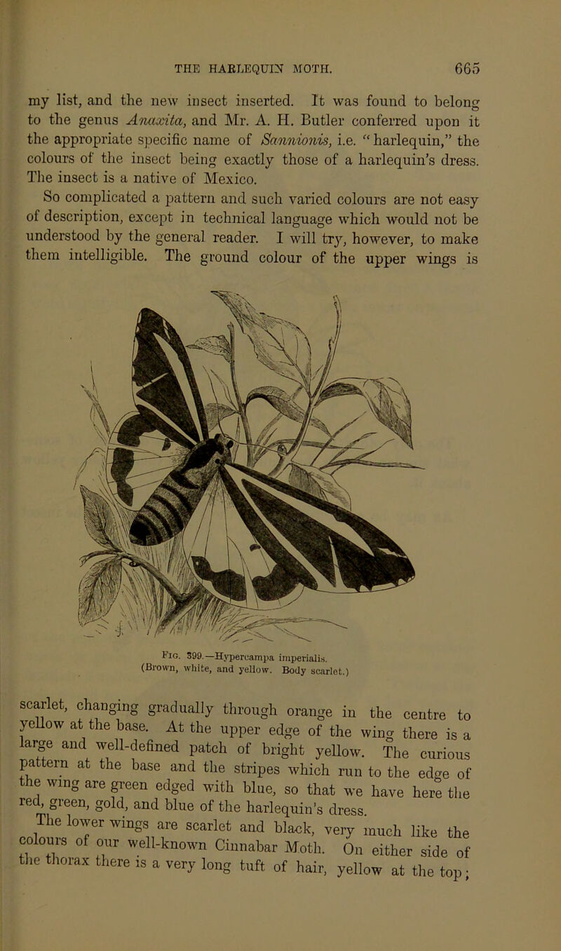 my list, and the new insect inserted. It was found to belong to the genus Anaxita, and Mr. A. H. Butler conferred upon it the appropriate specific name of Sannionis, i.e. “harlequin,” the colours of the insect being exactly those of a harlequin’s dress. The insect is a native of Mexico. So complicated a pattern and such varied colours are not easy of description, except in technical language which would not be understood by the general reader. I will try, however, to make them intelligible. The ground colour of the upper wings is Fig. S99.—Hypereampa imperials (Brown, white, and yellow. Body scarlet.) scarlet, changing gradually through orange in the centre to yellow at the base. At the upper edge of the wing there is a large and well-defined patch of bright yellow. The curious pa tern at the base and the stripes which run to the ed»e of the wing are green edged with blue, so that we have here the led, gieen, gold, and blue of the harlequin’s dress The lower wings are scarlet and blank, very much like the colouis of our well-known Cinnabar Moth. On either side of the thorax there is a very long tuft of hair, yellow at the top;