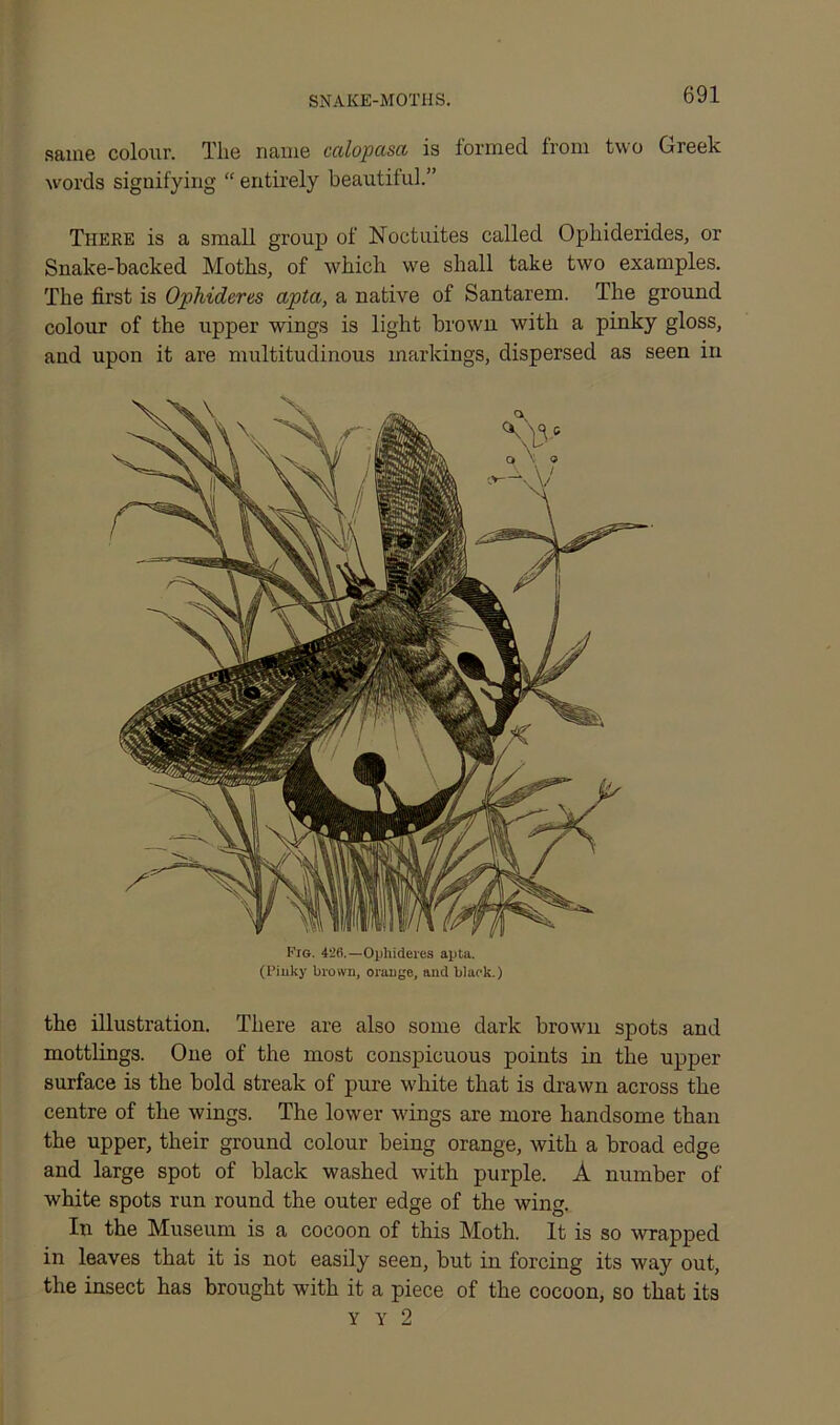 SNAKE-MOTHS. same colour. The name calopasa is formed from two Greek words signifying “ entirely beautiful.” There is a small group of Noctuites called Ophiderides, or Snake-backed Moths, of which we shall take two examples. The first is Ophideres apta, a native of Santarem. The ground colour of the upper wings is light brown with a pinky gloss, and upon it are multitudinous markings, dispersed as seen in Fig. 426.—Opliideres apta. (Pinky brown, orange, and black.) the illustration. There are also some dark brown spots and mottlings. One of the most conspicuous points in the upper surface is the bold streak of pure white that is drawn across the centre of the wings. The lower wings are more handsome than the upper, their ground colour being orange, with a broad edge and large spot of black washed with purple. A number of white spots run round the outer edge of the wing. In the Museum is a cocoon of this Moth. It is so wrapped in leaves that it is not easily seen, but in forcing its way out, the insect has brought with it a piece of the cocoon, so that its y y 2