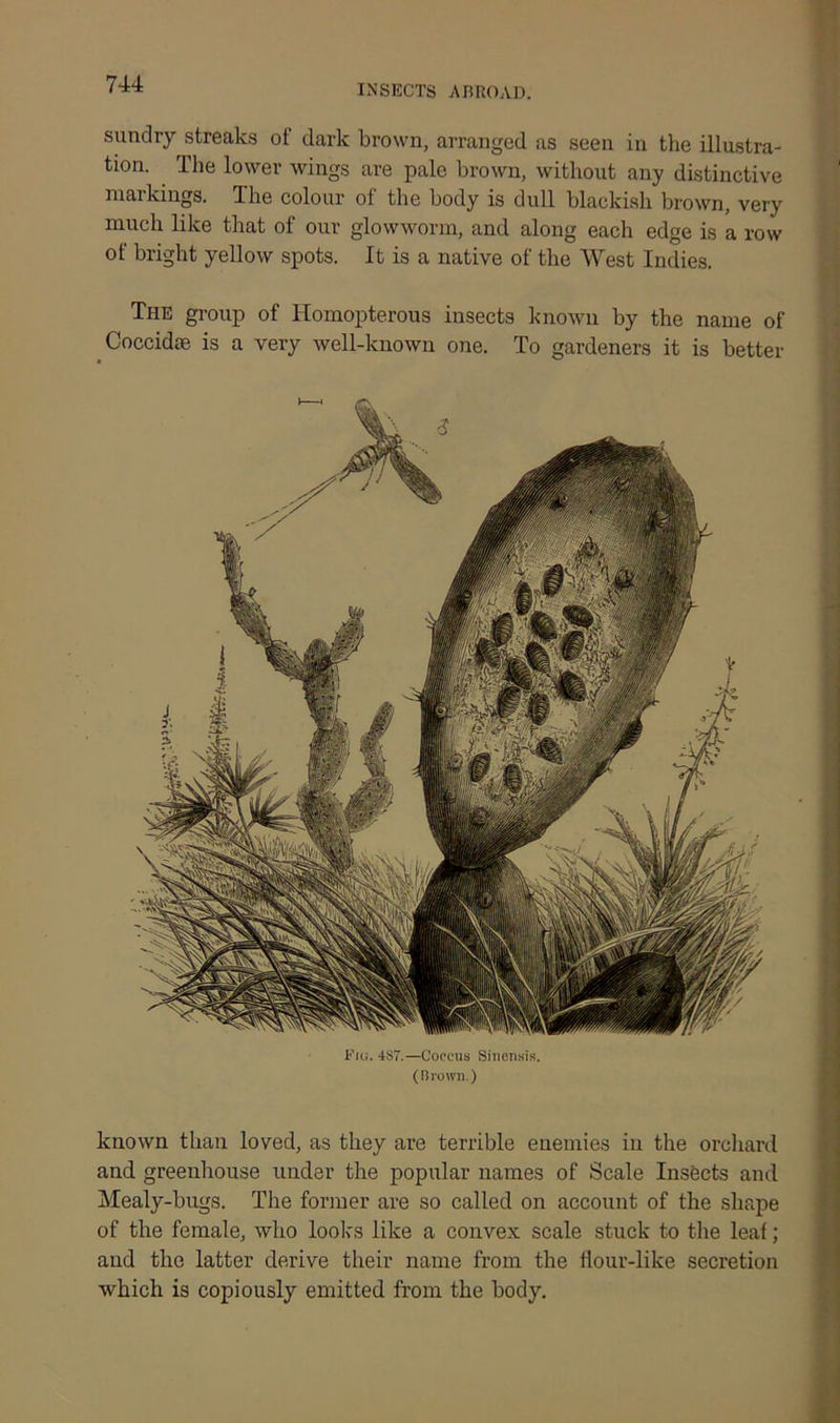 sundry streaks of dark brown, arranged as seen in the illustra- tion. The lower wings are pale brown, without any distinctive markings. The colour of the body is dull blackish brown, very much like that of our glowworm, and along each edge is a row of bright yellow spots. It is a native of the West Indies. The group of Homopterous insects known by the name of Coccidae is a very well-known one. To gardeners it is better Fig. 4S7.—Coccus Sinensis. (Brown.) known than loved, as they are terrible enemies in the orchard and greenhouse under the popular names of Scale Insects and Mealy-bugs. The former are so called on account of the shape of the female, who looks like a convex scale stuck to the leaf; and the latter derive their name from the flour-like secretion which is copiously emitted from the body.