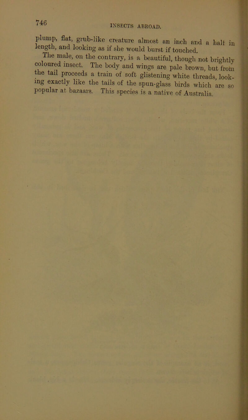 INSECTS ABROAD. plump, flat, grub-like creature almost an inch and a halt in length, and looking as if she would burst if touched. The male, on the contrary, is a beautiful, though not brightly coloured insect. The body and wings are pale brown, but from the tail proceeds a train of soft glistening white threads, look- ing exactly like the tails of the spun-glass birds which are so popular at bazaars. This species is a native of Australia.