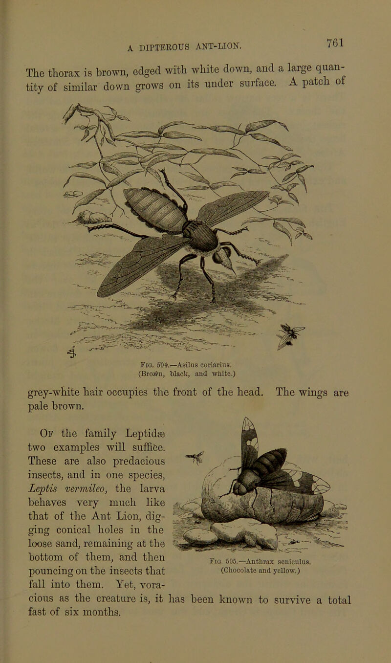 A DIPTEROUS ANT-LION. The thorax is brown, edged with white down, and a large quan- tity of similar down grows on its under surface. A patch of Fio. 5'0-fe.—Asilus coriarius. (Bro.wn, black, and white.) grey-white hair occupies the front of the head. The wings are pale brown. Of the family Leptidse two examples will suffice. These are also predacious insects, and in one species, leptis vermileo, the larva behaves very much like that of the Ant Lion, dig- ging conical holes in the loose sand, remaining at the bottom of them, and then pouncing on the insects that fall into them. Yet, vora- cious as the creature is, it fast of six months. Fio. 505.—Anthrax seniculus. (Chocolate and yellow.) has been known to survive a total