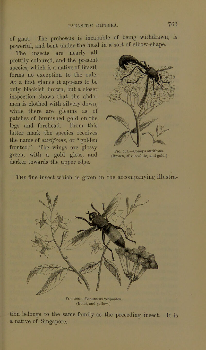 PARASITIC DIPT ERA. of gnat. The proboscis is incapable ot being withdrawn, is powerful, and bent under the head in a sort of elbow-shape. The insects are nearly all prettily coloured, and the present species, which is a native of Brazil, forms no exception to the rule. At a first glance it appears to be only blackish brown, but a closer inspection shows that the abdo- men is clothed with silvery down, while there are gleams as of patches of burnished gold on the legs and forehead. From this latter mark the species receives the name of aurifrons, or “ golden fronted.” The wings are glossy ° Fig. 507.—Conops aurifrons. green, with a gold gloss, and (Brown, silver-white, and gold.) darker towards the upper edge. The fine insect which is given in the accompanying illustra- Fig. 508.- Bacuntius vespoides. (Blank and yellow.) tion belongs to the same family as the preceding insect. It is a native of Singapore.