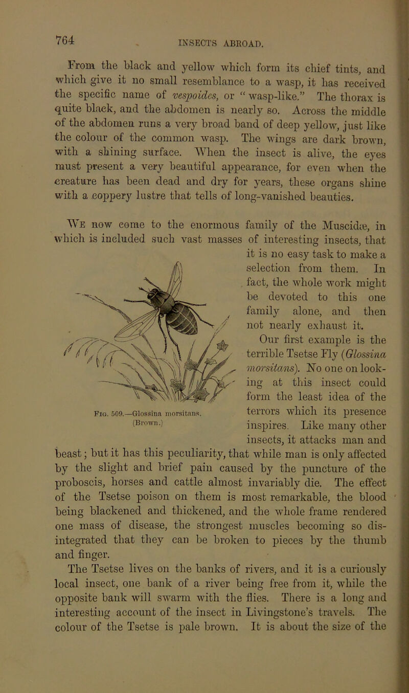 From the black and yellow which form its chief tints, and which give it no small resemblance to a wasp, it has received the specific name of vespoidcs, or “ wasp-like.” The thorax is quite black, and the abdomen is nearly so. Across the middle of the abdomen runs a very broad band of deep yellow, just like the colour of the common wasp. The wings are dark brown, with a shining surface. When the insect is alive, the eyes must present a very beautiful appearance, for even when the creature has been dead and dry for years, these organs shine with a coppery lustre that tells of long-vanished beauties. We now come to the enormous family of the Musckke, in which is included such vast masses of interesting insects, that it is no easy task to make a selection from them. In fact, the whole work might be devoted to this one family alone, and then not nearly exhaust it. Our first example is the terrible Tsetse Fly (Glossina morsitans). bio one on look- ing at this insect could form the least idea of the terrors which its presence inspires. Like many other insects, it attacks man and beast; but it has this peculiarity, that while man is only affected by the slight and brief pain caused by the puncture of the proboscis, horses and cattle almost invariably die. The effect of the Tsetse poison on them is most remarkable, the blood being blackened and thickened, and the whole frame rendered one mass of disease, the strongest muscles becoming so dis- integrated that they can be broken to pieces by the thumb and finger. The Tsetse lives on the banks of rivers, and it is a curiously local insect, one bank of a river being free from it, while the opposite bank will swarm with the flies. There is a long and interesting account of the insect in Livingstone’s travels. The colour of the Tsetse is pale brown. It is about the size of the Fio. 509.—Glossina morsitans. (Brown.)