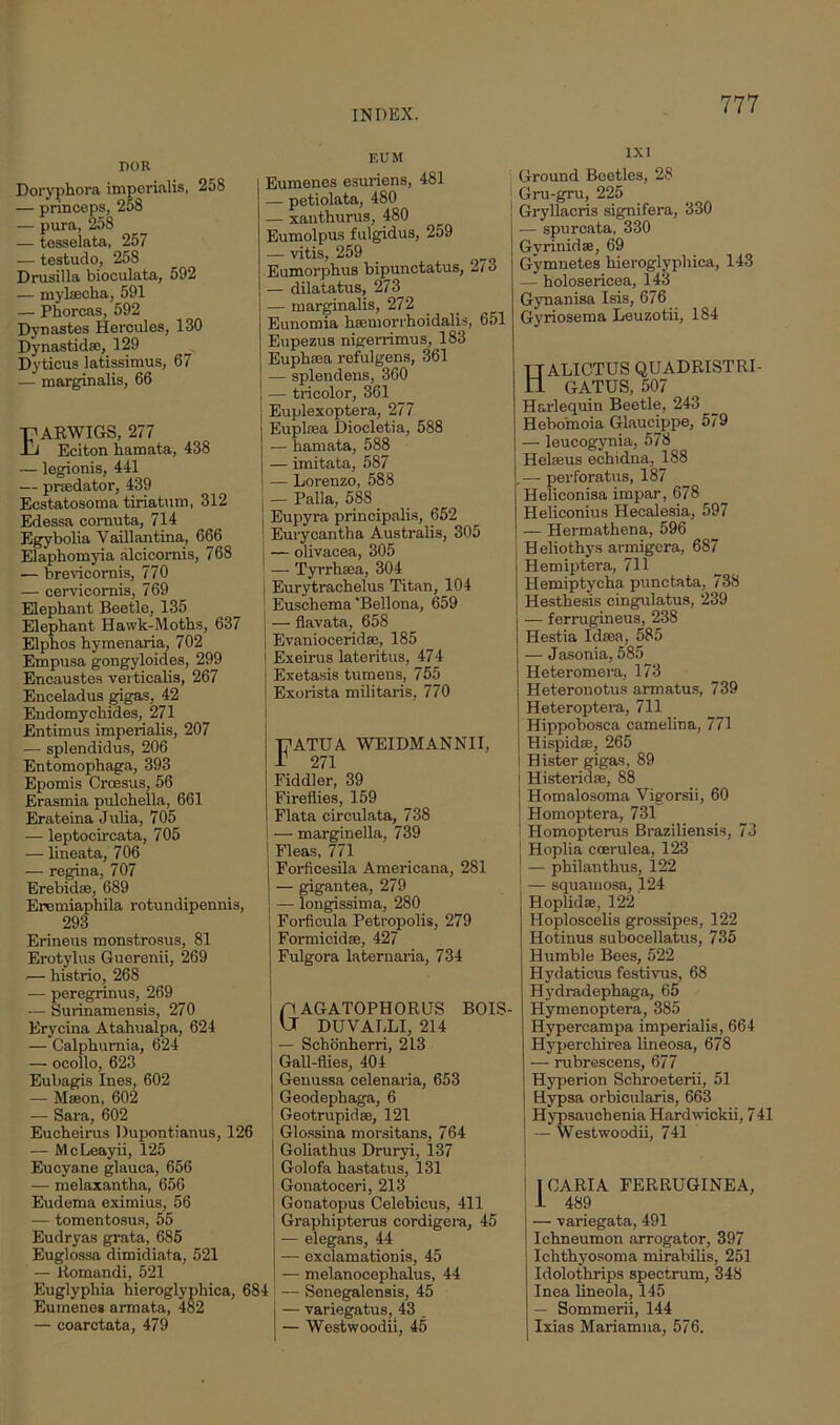 DOR Doryphora imperialis, 258 — princeps, 258 — pura, 258 — tesselata, 257 — testudo, 258 Drusilla bioculata, 592 — myltecha, 591 — Phorcas, 592 Dynastes Hercules, 130 Dynastidse, 129 Dyticus latissimus, 67 — marginalis, 66 ■PARWIGS, 277 XLi Eciton hamata, 438 — legionis, 441 — prredator, 439 Ecstatosorna tiriatum, 312 Edessa comuta, 714 Egybolia Vaillantina, 666 Elaphomyia alcicornis, 768 — brevicornis, 770 — cervicornis, 769 Elephant Beetle, 135 Elephant Hawk-Moths, 637 Elphos hymenaria, 702 Empusa gongyloides, 299 Encaustes veiticalis, 267 Enceladus gigas, 42 Endomychides, 271 Entimus imperialis, 207 — splendidus, 206 Entomophaga, 393 Epomis Ci'cesus, 56 Erasmia pulchella, 661 Erateina Julia, 705 — leptocireata, 705 — lineata, 706 — regina, 707 Erebidae, 689 Eremiaphila rotundipennis, 293 Erineus monstrosus, 81 Erotylus Guerenii, 269 — histrio, 268 — peregrinus, 269 — Surinamensis, 270 Erycina Atahualpa, 624 — Calphurnia, 624 — ocollo, 623 Eubagis Ines, 602 — Mseon, 602 — Sara, 602 Eucheirus Dupontianus, 126 — McLeayii, 125 Eucyane glauca, 656 -— melaxantha, 656 Eudema eximius, 56 — tomentosus, 55 Eudryas grata, 685 Euglossa dimidiata, 521 — liomandi, 521 Euglyphia hieroglyphica, 684 Eumenes armata, 482 — coarctata, 479 BUM Eumenes esuriens, 481 — petiolata, 480 — xanthurus, 480 Eumolpus fulgidus, 259 — vitis, 259 Eumorphus bipunctatus, 2/ 3 — dilatatus, 273_ — marginalis, 272 Eunomia hsemorrhoidalis, 651 Eupezus nigerrimus, 183 Euphasa refulgens, 361 — splendens, 360 — tricolor, 361 Euplexoptera, 277 Euplsea Diocletia, 588 — hamata, 588 — imitata, 587 — Lorenzo, 588 — Palla, 588 Eupyra principalis, 652 Eurycantha Australis, 305 j — olivacea, 305 ' — Tyrrhaea, 304 Eurytrachelus Titan, 104 ] Eusehema’Bellona, 659 — flavata, 658 Evanioceridse, 185 Exeirus lateritus, 474 Exetasis tumens, 755 Exorista militaris, 770 T7ATUA WEIDMANNII, I 271 Fiddler, 39 Fireflies, 159 Flata circulata, 738 — marginella, 739 ! Fleas, 771 Forficesila Americana, 281 — gigantea, 279 — longissima, 280 Forficula Petropolis, 279 Formicidas, 427 Fulgora laternaria, 734 p AGATOPHORHS BOIS- VJ DUVALLI, 214 — Schonherri, 213 Gall-flies, 404 Genussa celenaria, 653 Geodephaga, 6 Geotrupidse, 121 Glossina morsitans, 764 Goliathus Druryi, 137 Golofa hastatus, 131 Gonatoceri, 213 Gonatopus Celebicus, 411 Graphipterus cordigera, 45 — elegans, 44 — exclamationis, 45 — melanocephalus, 44 — Senegalensis, 45 i — variegatus, 43 — Westwoodii, 45 1X1 Ground Beetles, 28 Gru-gru, 225 Gryllacris signifera, 330 — spurcata, 330 Gyrinidae, 69 Gymnetes hieroglyphica, 143 — holosericea, 143 Gynanisa Isis, 676 Gyriosema Leuzotii, 184 ttalictus quadristri- 11 GATUS, 507 Harlequin Beetle, 243 Hebomoia Glaucippe, 579 — leucogynia, 578 Helseus echidna, 188 . — perforatus, 187 Heliconisa impar, 678 Heliconius Hecalesia, 597 — Hermathena, 596 Heliothys armigora, 687 Hemiptera, 711 Iiemiptyeha punctata, 738 Hesthesis cingulatus, 239 — ferrugineus, 238 Hestia Idsea, 585 — Jasonia, 585 Heteromera, 173 Heteronotus armatus, 739 Heteroptera, 711 Hippobosca camelina, 771 Hispidse, 265 Hister gigas, 89 Histeridse, 88 Homalosoma Vigorsii, 60 Homoptera, 731 Homopterus Braziliensis, 73 Hoplia coerulea, 123 — philanthus, 122 — squamosa, 124 Hoplidse, 122 Hoploscelis grossipes, 122 Hotinus subocellatus, 735 Humble Bees, 522 Hydaticus festivus, 68 Hydradephaga, 65 Hymenoptera, 385 Hypercampa imperialis, 664 Hyperchirea lineosa, 678 — rubrescens, 677 Hyperion Schroeterii, 51 Hypsa orbicularis, 663 HypsaucheniaHardwickii, 741 — Westwoodii, 741 | CARIA FERRUGINEA, I 489 — variegata, 491 Ichneumon arrogator, 397 Ichthyosoma mirabilis, 251 Idolothrips spectrum, 348 Inea lineola, 145 — Sommerii, 144 Ixias Mariamna, 576.