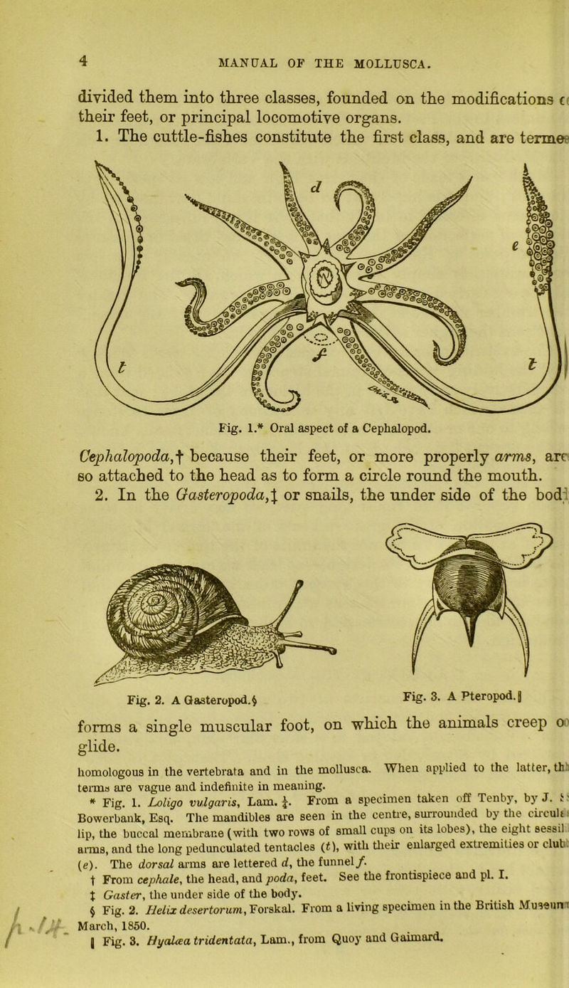 divided them into three classes, founded on the modifications t their feet, or principal locomotive organs. 1. The cuttle-fishes constitute the first class, and are terme Fig. 1.* Oral aspect of a Cephalopod. Cephalopoda, f because their feet, or more properly arms, arc so attached to the head as to form a circle round the mouth. 2. In the Gasteropoda,\ or snails, the under side of the bod; Fig. 2. A Gasteropoda Fig. 3. A Pteropod. 8 forms a single muscular foot, on which the animals creep o glide. homologous in the vertebrata and in the mollusca. When applied to the latter, th terms are vague and indefinite in meaning. * Fig. 1. Loligo vulgaris, Lam. j. From a specimen taken off Tenby, by J. t Bowerbank, Esq. The mandibles are seen in the centie, surrounded by the ciiculi lip, the buccal membrane (with two rows of small cups on its lobes), the eight seasil aims, and the long pedunculated tentacles (t), with their enlarged extremities or clut (e). The dorsal arms are lettered d, the funnel/. t From cephale, the head, and poda, feet. See the frontispiece and pi. I. t Gaster, the under side of the body. § Fig. 2. Helix desertorum, Forskal. From a living specimen in the British Muse an March, 1850. 1 Fig. 3. HyaUea tridentata, Lam., from Quoy and Guimard.