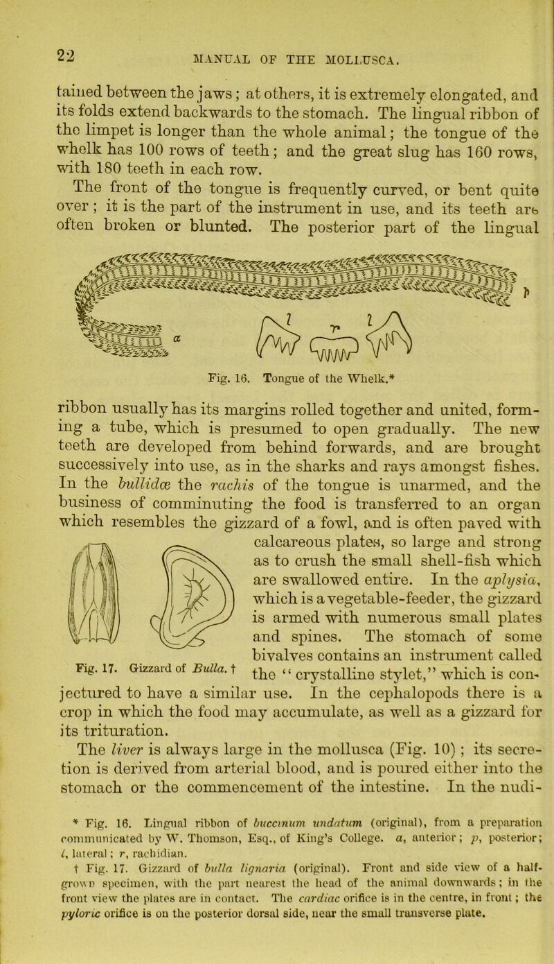 tained between the jaws; at others, it is extremely elongated, and its folds extend backwards to the stomach. The lingual ribbon of the limpet is longer than the whole animal; the tongue of the whelk has 100 rows of teeth; and the great slug has 160 rows, with 180 teeth in each row. The front of the tongue is frequently curved, or bent quite over ; it is the part of the instrument in use, and its teeth arb often broken or blunted. The posterior part of the lingual ribbon usually has its margins rolled together and united, form- ing a tube, which is presumed to open gradually. The new teeth are developed from behind forwards, and are brought successively into use, as in the sharks and rays amongst fishes. In the bullidce the rachis of the tongue is unarmed, and the business of comminuting the food is transferred to an organ which resembles the gizzard of a fowl, and is often paved with calcareous plates, so large and strong as to crush the small shell-fish which are swallowed entire. In the aplysia, which is a vegetable-feeder, the gizzard is armed with numerous small plates and spines. The stomach of some bivalves contains an instrument called the “ crystalline stylet,” which is con- jectured to have a similar use. In the cephalopods there is a crop in which the food may accumulate, as well as a gizzard for its trituration. The liver is always large in the mollusca (Fig. 10) ; its secre- tion is derived from arterial blood, and is poured either into the stomach or the commencement of the intestine. In the nudi- 4 Fig. 16. Lingual ribbon of buccinum undatum (original), from a preparation communicated by W. Thomson, Esq., of King’s College, a, anterior; p, posterior; l, lateral; r, rachidian. t Fig. 17. Gizzard of bulla lignaria (original). Front and side view of a half- grown specimen, with the part nearest the head of the animal downwards; in the front view the plates are in contact. The cardiac orifice is in the centre, in front; the pyloric orifice is on the posterior dorsal side, near the small transverse plute.