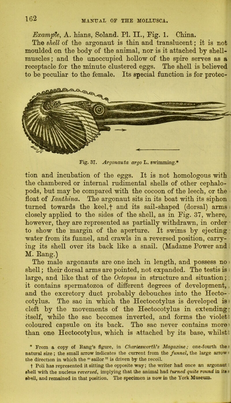 MANUAL OF THE MOLLUSCA. Example, A. Hans, Soland. PI. II., Fig. 1. China. The shell of the argonaut is thin and translucent; it is not moulded on the body of the animal, nor is it attached by shell- muscles ; and the unoccupied hollow of the spire serves as a receptacle for the minute clustered eggs. The shell is believed to be peculiar to the female. Its special function is for protec- Fig. 37. Argonauta argo L. swimming.* tion and incubation of the eggs. It is not homologous with the chambered or internal rudimental shells of other cephalo- pods, but may be compared with the cocoon of the leech, or the float of Ianthina. The argonaut sits in its boat with its siphon turned towards the keel,f and its sail-shaped (dorsal) arms closely applied to the sides of the shell, as in Fig. 37, where, however, they are represented as partially withdrawn, in order to show the margin of the aperture. It swims by ejecting water from its funnel, and crawls in a reversed position, carry- ing its shell over its back like a snail. (Madame Power and M. Pang.) The male argonauts are one inch in length, and possess no shell; their dorsal arms are pointed, not expanded. The testis is large, and like that of the Octopus in structure and situation; it contains spermatozoa of different degrees of development, and the excretory duct probably debouches into the Hecto- cotylus. The sac in which the Hectocotylus is developed is cleft by the movements of the Hectocotylus in extending: itself, while the sac becomes inverted, and forms the violet coloured capsule on its back. The sac never contains more than one Hectocotylus, which is attached by its base, whilst * From a copy of Kang’s figure, in Charlesivorth's Magazine; one-fourth the natural size ; the small arrow indicates the current from the funnel, the large arrow the direction in which the “ sailor ” is driven by the recoil. t Poli has represented it sitting the opposite way; the writer had once an argonaut eliell with the nucleus reversed, implying that the animal had turned quite round in its shell, and remained in that position. The specimen is now in the York Museum.