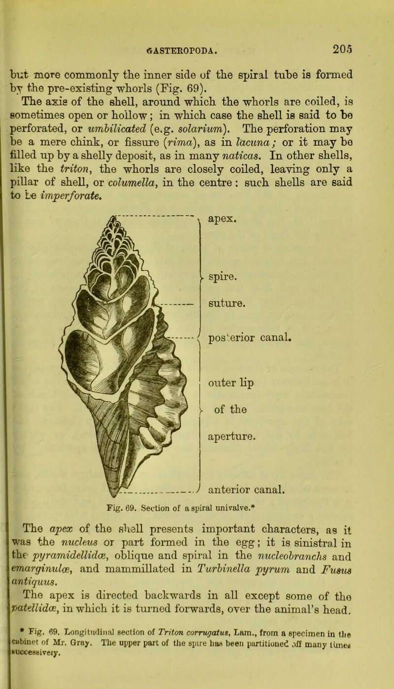 but more commonly the inner side of the spiral tube is formed by the pre-existing whorls (Fig. 69). The axis of the shell, around which the whorls are coiled, is sometimes open or hollow; in which case the shell is said to bo perforated, or umbilicated (e.g. solarium). The perforation may be a mere chink, or fissure (rima), as in lacuna; or it may bo filled up by a shelly deposit, as in many naticas. In other shells, like the triton, the whorls are closely coiled, leaving only a pillar of shell, or columella, in the centre : such shells are said to be imperforate. > apex posterior canal. ) anterior canal. Fig. 69. Section of a spiral univalve.* The apex of the si tell presents important characters, as it was the nucleus or part formed in the egg; it is sinistral in the pyramidellidce, oblique and spiral in the nucleobranchs and I emarginulce, and mammillated in Turbinella pyrum and Fusus 1 a ntiquus. The apex is directed backwards in all except some of tho ypatellidce, in which it is turned forwards, over the animal’s head. Fig. 69. Longitudinal section of Triton corrugatus, Lam., from a specimen in llie I cabinet of Mr. Gray. The upper part of the spire has been partitioned off many Omen I successively.