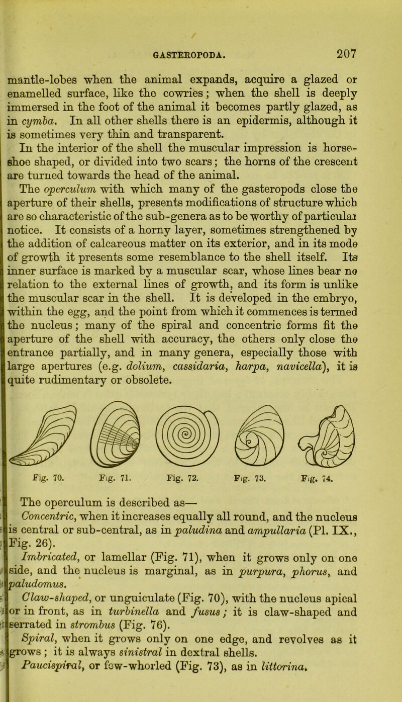 mantle-lobes when the animal expands, acquire a glazed or enamelled surface, like the cowries; when the shell is deeply immersed in the foot of the animal it becomes partly glazed, as in cyrnba. In all other shells there is an epidermis, although it is sometimes very thin and transparent. In the interior of the shell the muscular impression is horse- shoe shaped, or divided into two scars; the horns of the crescent are turned towards the head of the animal. The operculum with which many of the gasteropods close the aperture of their shells, presents modifications of structure which are so characteristic of the sub-genera as to be worthy of particular notice. It consists of a horny layer, sometimes strengthened by the addition of calcareous matter on its exterior, and in its mode of growth it presents some resemblance to the shell itself. Its inner surface is marked by a muscular scar, whose lines bear no relation to the external lines of growth, and its form is unlike the muscular scar in the shell. It is developed in the embryo, within the egg, and the point from which it commences is termed the nucleus; many of the spiral and concentric forms fit the aperture of the shell with accuracy, the others only close the entrance partially, and in many genera, especially those with large apertures (e.g. dolium, cassidaria, harpa, navicella), it is quite rudimentary or obsolete. Fig. 70. Fig. 71. Fig. 72. Fig. 73. Fig. 74. The operculum is described as— Concentric, when it increases equally all round, and the nucleus is central or sub-central, as in paludina and ampullaria (PI. IX., Fig. 26). Imbricated, or lamellar (Fig. 71), when it grows only on one side, and the nucleus is marginal, as in purpura, phorua, and paludomus. Claw-ahaped, or unguiculate (Fig. 70), with the nucleus apical or in front, as in turbinella and fusua; it is claw-shaped and serrated in atrombus (Fig. 76). Spiral, when it grows only on one edge, and revolves as it * grows ; it is always ainistral in dextral shells. Pauciapiral, or fow-whorled (Fig. 73), as in littorina.