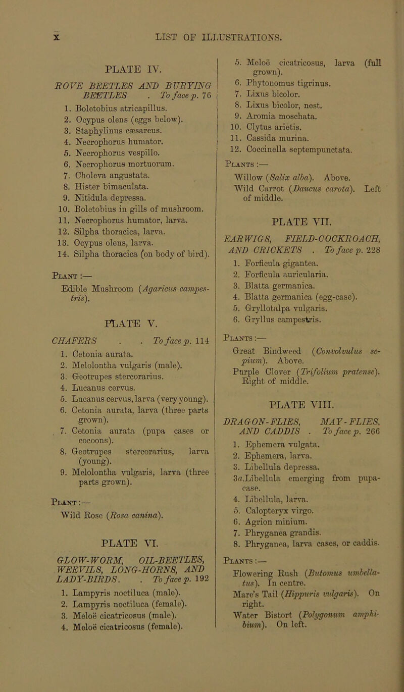 PLATE IV. EOVE BEETLES AND BUSYING BEETLES . To face p. 76 1. Boletobius atricapillus. 2. Ocypus olens (eggs below). 3. Staphylinus caesareus. 4. Necrophonis humator. 5. Neerophorus vespillo. 6. Neerophorus mortuorum. 7. Choleva angustata. 8. Hister bimaculata. 9. Nitidula depressa. 10. Boletobius in gills of mushroom. 11. Neerophorus humator, larva. 12. Silpha thoraeiea, larva. 13. Oeypus olens, larva. 14. Silpha thoraeiea (on body of bird). Plant:— Edible Mushroom {Agaricus campes- iris). PLATE V. CHAFES S . . Tofacep.Ui 1. Cetonia aurata. 2. Melolontha vulgaris (male). 3. Geotrupes stereorarius. 4. Lucanus cervus. 5. Lueanus eervus, larva (veryyoung). 6. Cetonia aurata, larva (three parts grown). 7. Cetonia aurata (pupa eases or eoeoons). 8. Geotrupes stereorarius, larva (young). 9. Melolontha vulgaris, larva (three parts grown). Plant:— Wild Rose {Sosa canina). PLATE VI. GLOW-WOSM, OIL-BEETLES, WEEVILS, LONG-HOSNS, AND LADY-BISDS. . To face p. 192 1. Lampyris noetiluea (male). 2. Lampyris noetiluea (female). 3. Meloe eicatrieosus (male). 4. Meloe cieatrieosus (female). 5. Meloe eieatrlcosus, larva (full grown). 6. Phytonomus tigrinus. 7. Lixus bieolor. 8. Lixus bieolor, nest. 9. Aromia mosehata. 10. Clytus arietis. 11. Cassida murina. 12. Coeeinella septempunetata. Plants:— Willow {Salix alba). Above. Wild Carrot {Dawcus carota). Left of middle. PLATE Vn. EASWIGS, FIELD-COCKSOACH, AND CSICKETS . To face p. 229, 1. Forfieula gigantea. 2. Forfieula aurieularia. 3. Blatta germaniea. 4. Blatta germaniea (egg-ease). 5. Gryllotalpa vulgaris. 6. Gryllus eampestris. Plants :— Great Bindweed {Convolvulus sc- pium). Above. Purple Clover {Trifolium pratense). Eight of middle. PLATE VIII. DSA GON- FLIES, MA Y - FLIES. AND CADDIS . To face p. 266 1. Ephemera vulgata. 2. Ephemera, larva. 3. Libellula depressa. 3a.Libellula emerging from pupa- case. 4. Libellula, larva. 5. Calopteryx virgo. 6. Agrion minium. 7. Phryganea grandis. 8. Phryganea, larva cases, or caddis. Plants :— Flowering Rush {Butomus umbclla- tus). In centre. Marc’s Tail {Hippuris vulgaris). On right. Water Bistort {Polygonum amphi- bium). On left.