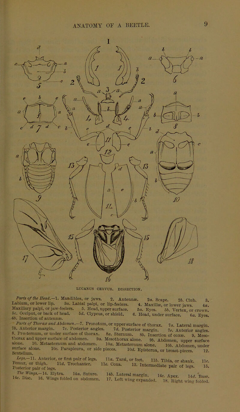 ANATOMY OF A BEETLE. 1 LUCANUS CERVUS. DISSECTION. Paris of the IIead.—\. Mandibles, or jaws. 2. AntennsB. 2a. Scape. 26. Club. 3. Labium, or lower lip. 3a. Labial palpi, or lip-feelers. 4. Maxillm, or lower jaws 4a Maxillary palpi, or jaw-feelers. 5. Head, upper surface. 5a. Eyes. 56. Vertex, or crown! 5c. Occiput, or back of head. 5d. Clypeus, or shield. 6. Head, under surface. ’ 6a. Eyes! 66. Insertion of antenme. Parts of Thorax and Abdomen.—'!, Pronotum, or uppersurface of thorax. 7o. Lateral margin 76. Anterior margin. 7c. Posterior angles. Id. Posterior margin. 7c. Anterior angles. 8. Pro-temum, or under surface of thorax. 8o. Sternum. 86. Insertion of coxm 9 Meso! thorax and upper surface of abdomen. 9a. Mesothorax alone. 96. Abdomen upper surface alone. 10. Metastemum and abdomen. 10a. Metasternum alone. 106 Abdomen under surface alone. 10c. Parapleura, or side pieces. lOcf. Episterua, or breast-pieces. ’ 12. Scutellum. ^ Le<js.-\\. Anterior, or first pair of legs. 11a. Tarsi, or feet. 116. Tibia or shank ?orr;orp.al;‘of'legs. p^ir of legs! 7V,c mny,.-14 Elytra. 14a. Suture. 146. Lateral margin. 14c. Apex 14rfBa.se 14c. Disc. 16. Mings folded on abdomen. 17. Left wing expanded. 18. Bight wing foWed! 11c. 15.