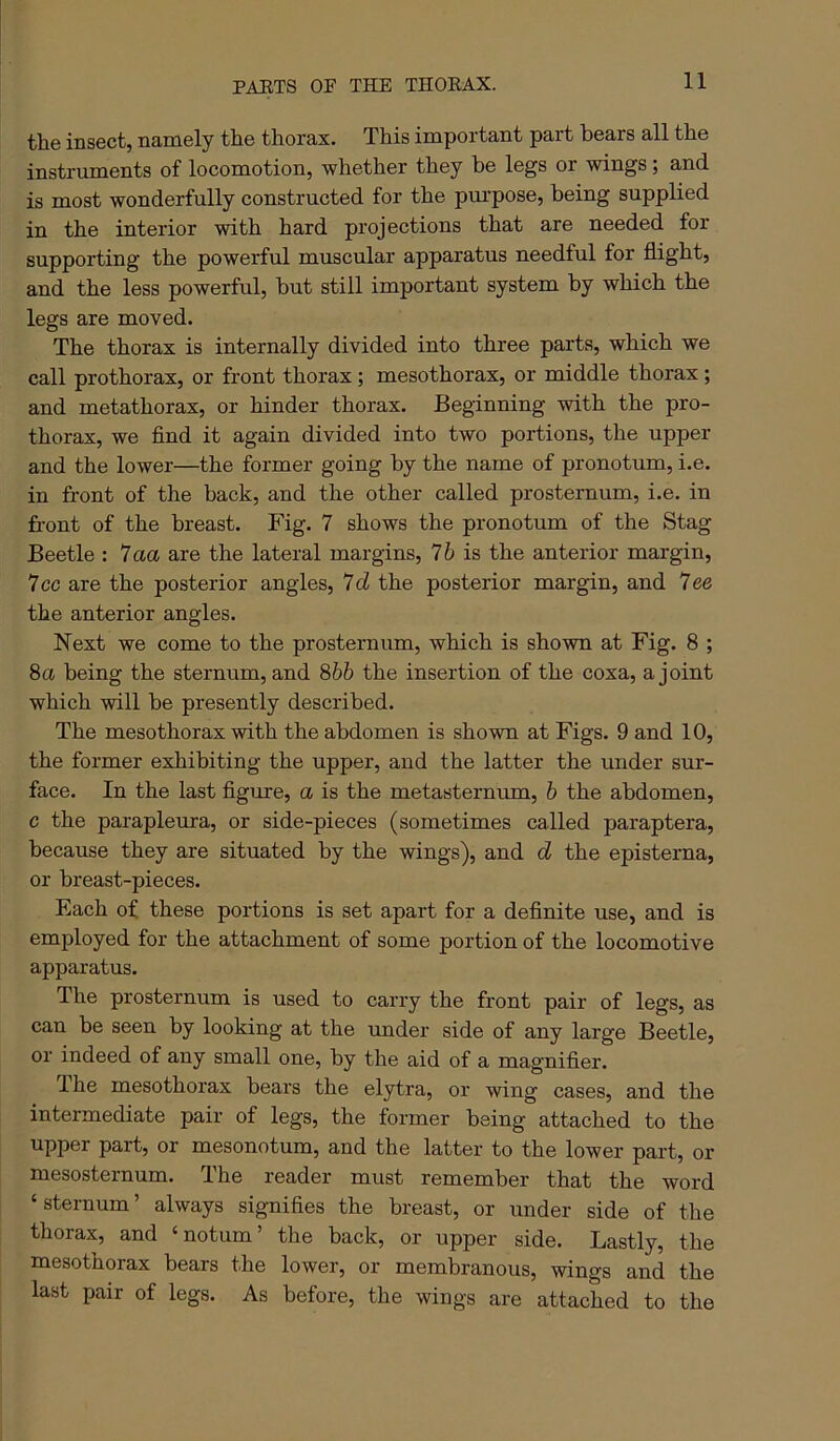 PAETS OP THE THORAX. the insect, namely the thorax. This important part bears all the instruments of locomotion, whether they be legs or wings; and is most wonderfully constructed for the pm’pose, being supplied in the interior with hard projections that are needed for supporting the powerful muscular apparatus needful for flight, and the less powerful, but still important system by which the legs are moved. The thorax is internally divided into three parts, which we call prothorax, or front thorax ; mesothorax, or middle thorax ; and metathorax, or hinder thorax. Beginning with the pro- thorax, we find it again divided into two portions, the upper and the lower—the former going by the name of pronotum, i.e. in front of the back, and the other called prosternum, i.e. in front of the breast. Fig. 7 shows the pronotum of the Stag Beetle : 7aa are the lateral margins, 76 is the anterior margin, 7cc are the posterior angles. Id the posterior margin, and lee the anterior angles. Next we come to the prosternum, which is shown at Fig. 8 ; 8a being the sternum, and 866 the insertion of the coxa, a joint which will be presently described. The mesothorax with the abdomen is shown at Figs. 9 and 10, the former exhibiting the upper, and the latter the under sur- face. In the last figure, a is the metasternum, 6 the abdomen, c the parapleura, or side-pieces (sometimes called paraptera, because they are situated by the wings), and d the episterna, or breast-pieces. Each of these portions is set apart for a definite use, and is employed for the attachment of some portion of the locomotive apparatus. The prosternum is used to carry the front pair of legs, as can be seen by looking at the under side of any large Beetle, or indeed of any small one, by the aid of a magnifier. Ihe mesothorax bears the elytra, or wing cases, and the intermediate pair of legs, the former being attached to the upper part, or mesonotum, and the latter to the lower part, or mesosternum. The reader must remember that the word ‘sternum’ always signifies the breast, or under side of the thorax, and ‘notum’ the back, or upper side. Lastly, the mesothorax bears the lower, or membranous, wings and the last pair of legs. As before, the wings are attached to the