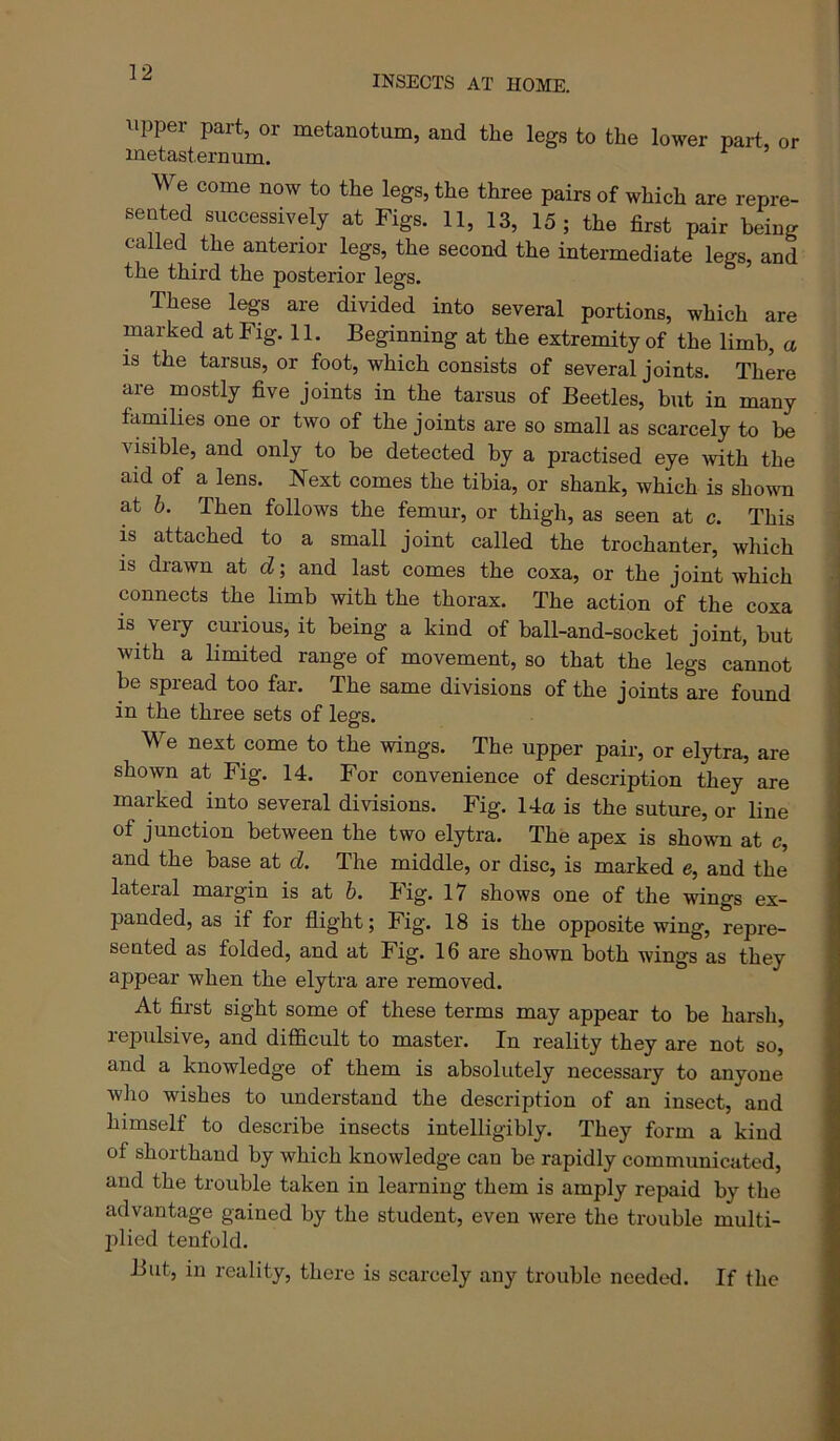 INSECTS AT HOME. dipper part, or metanotum, and the legs to the lower part, or inetasternum. We come now to the legs, the three pairs of which are repre- sented successively at Figs. 11, 13, 15; the first pair being called the anterior legs, the second the intermediate legs, and the third the posterior legs. These legs are divided into several portions, which are marked at Fig. 11. Beginning at the extremity of the limb, a is the tarsus, or foot, which consists of several joints. There are mostly five joints in the tarsus of Beetles, but in many families one or two of the joints are so small as scarcely to be visible, and only to be detected by a practised eye with the aid of a lens. Next comes the tibia, or shank, which is shown at h. Then follows the femur, or thigh, as seen at c. This is attached to a small joint called the trochanter, which is drawn at d; and last comes the coxa, or the joint which connects the limb with the thorax. The action of the coxa IS very curious, it being a kind of ball-and-socket joint, but with a limited range of movement, so that the legs cannot be spread too far. The same divisions of the joints are found in the three sets of legs. We next come to the wings. The upper pair, or elytra, are shown at Fig. 14. For convenience of description they are marked into several divisions. Fig. 14a is the suture, or line of junction between the two elytra. The apex is shown at c, and the base at d. The middle, or disc, is marked e, and the lateral margin is at h. Fig. 17 shows one of the wings ex- panded, as if for flight; Fig. 18 is the opposite wing, repre- sented as folded, and at Fig. 16 are shown both wings as they appear when the elytra are removed. At first sight some of these terms may appear to be harsh, repulsive, and difficult to master. In reality they are not so, and a knowledge of them is absolutely necessary to anyone who wishes to understand the description of an insect, and himself to describe insects intelligibly. They form a kind of shorthand by which knowledge can be rapidly communicated, and the trouble taken in learning them is amply repaid by the advantage gained by the student, even were the trouble multi- plied tenfold. But, in reality, there is scarcely any trouble needed. If the