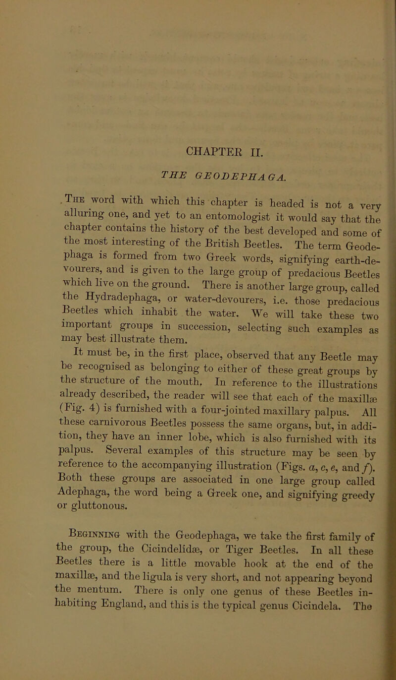 CHAPTER II. the GEODEPHAGA. .The word with which this chapter is headed is not a very- alluring one, and yet to an entomologist it would say that the chapter contains the history of the best developed and some of the most interesting of the British Beetles. The term Greode- phaga is formed from two Grreek words, signifying earth-de- vourers, and is given to the large group of predacious Beetles which live on the ground. There is another large group, called the Hydradephaga, or water-devourers, i.e. those predacious Beetles which inhabit the water. We will take these two important groups in succession, selecting such examples as may best illustrate them. It must be, in the first place, observed that any Beetle may be recognised as belonging to either of these great groups by the structure of the mouth. In reference to the illustrations already described, the reader will see that each of the maxill® 4) is furnished-with a four-jointed maxillary palpus. All these carnivorous Beetles possess the same organs, but, in addi- tion, they have an inner lobe, which is also furnished with its palpus. Several examples of this structure may be seen by reference to the accompanying illustration (Figs, a, c, e, and /). Both these groups are associated in one large group called Adephaga, the word being a Grreek one, and signifying greedy or gluttonous. Beginninh -with the Geodephaga, we take the first family of the group, the Cicindelid®, or Tiger Beetles. In all these Beetles there is a little movable hook at the end of the maxillae, and the ligula is very short, and not appearing beyond the mentum. There is only one genus of these Beetles in- habiting England, and this is the typical genus Cicindela. The