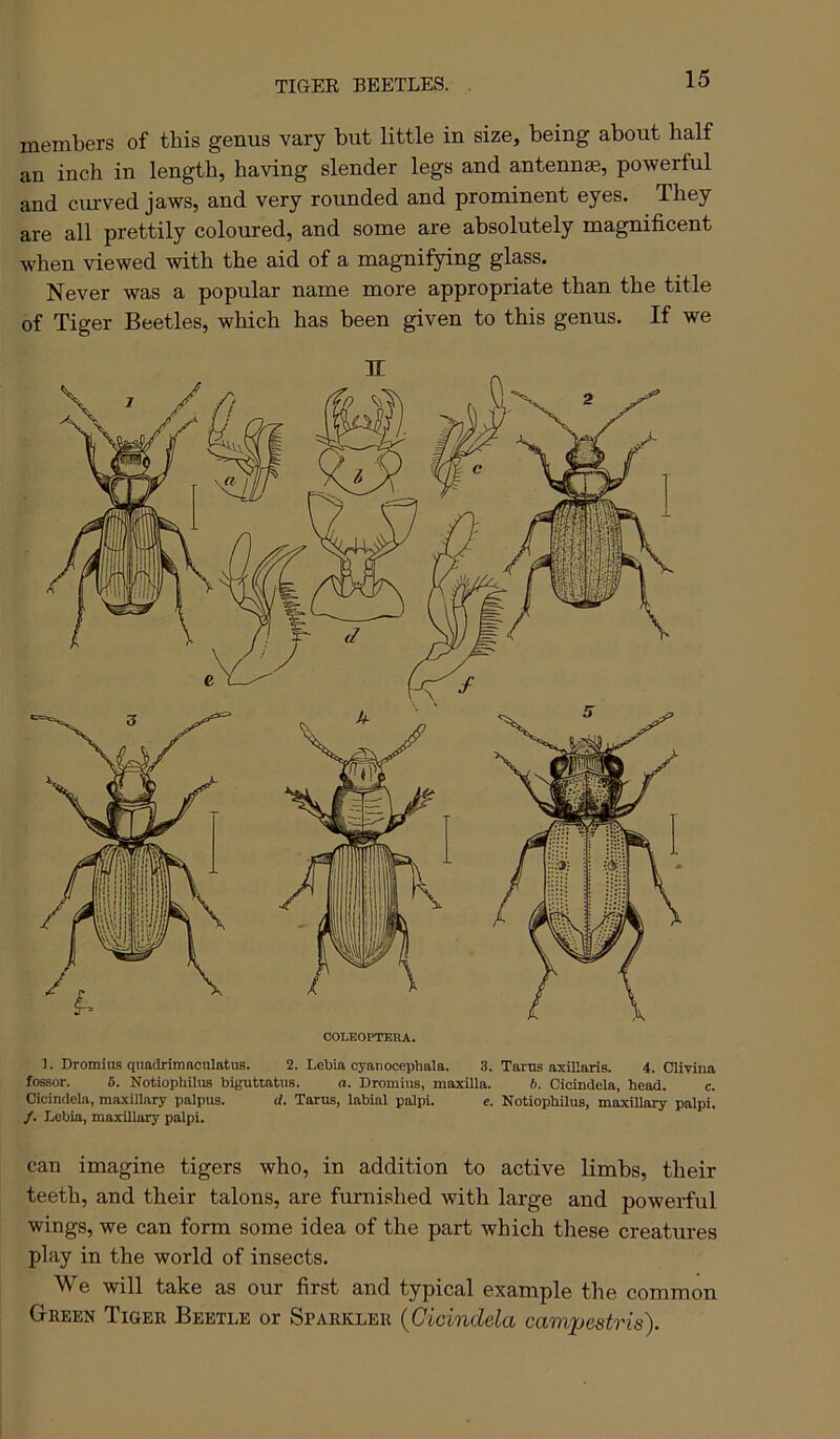 TIGER BEETLES. members of this genus vary but little in size, being about half an inch in length, having slender legs and antennae, powerful and curved jaws, and very rounded and prominent eyes. They are all prettily coloured, and some are absolutely magnificent when viewed with the aid of a magnifying glass. Never was a popular name more appropriate than the title of Tiger Beetles, which has been given to this genus. If we COLEOPTERA. 1. Dromius qiiadrimaculatuB. 2. Lebia cyanocephala. 3. Tarns axillaris. 4. Clivina lessor. 5. NotiopMIus biguttotus. a. Dromius, maxilla. b. Cioindela, head. c. Cicindela, maxillary palpus. d. Tarus, labial palpi. e. Notiophilus, maxillary palpi. /. Lebia, maxillary palpi. can imagine tigers who, in addition to active limbs, their teeth, and their talons, are furnished with large and powerful wings, we can form some idea of the part which these creatures play in the world of insects. We will take as our first and typical example the common Green Tiger Beetle or Sparkler {Cicindela campestris).