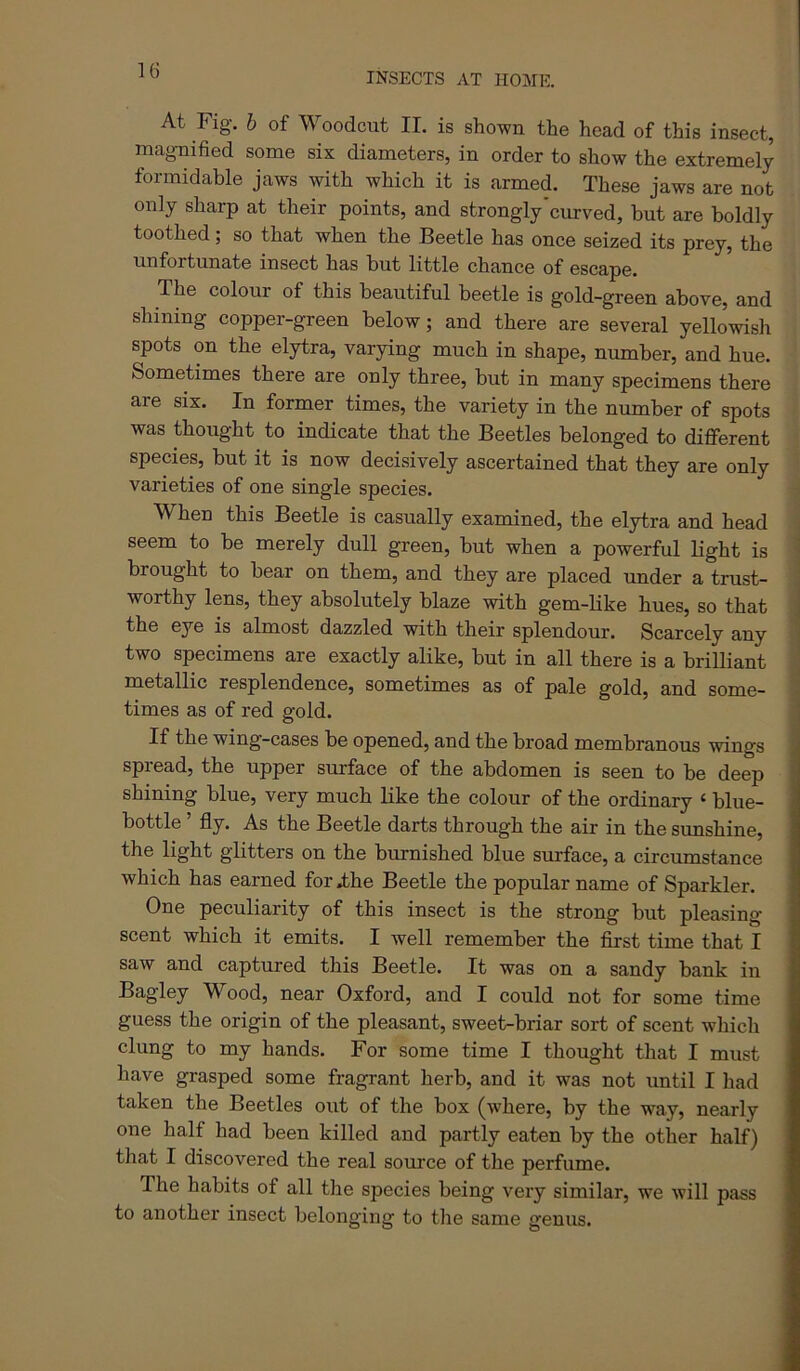 INSECTS AT HOME. At Fig. h of Woodcut II. is shown the head of this insect, magnified some six diameters, in order to show the extremely formidable jaws with which it is armed. These jaws are not only sharp at their points, and strongly'curved, but are boldly toothed; so that when the Beetle has once seized its prey, the unfortunate insect has but little chance of escape. The colour of this beautiful beetle is gold-green above, and shining copper-green below; and there are several yellowish spots on the elytra, varying much in shape, number, and hue. Sometimes there are only three, but in many specimens there are six. In former times, the variety in the number of spots was thought to indicate that the Beetles belonged to different species, but it is now decisively ascertained that they are only varieties of one single species. When this Beetle is casually examined, the elytra and head seem to be merely dull green, but when a powerful light is brought to bear on them, and they are placed under a trust- worthy lens, they absolutely blaze with gem-Hke hues, so that the eye is almost dazzled with their splendour. Scarcely any two specimens are exactly alike, but in all there is a brilliant metallic resplendence, sometimes as of pale gold, and some- times as of red gold. If the wing-cases be opened, and the broad membranous wings spread, the upper surface of the abdomen is seen to be deep shining blue, very much like the colour of the ordinary ‘ blue- bottle ’ fly. As the Beetle darts through the air in the sunshine, the light glitters on the burnished blue surface, a circumstance which has earned forihe Beetle the popular name of Sparkler. One peculiarity of this insect is the strong but pleasing- scent which it emits. I well remember the first time that I saw and captured this Beetle. It was on a sandy bank in Bagley Wood, near Oxford, and I could not for some time guess the origin of the pleasant, sweet-briar sort of scent which clung to my hands. For some time I thought that I must have grasped some fragrant herb, and it was not until I had taken the Beetles out of the box (where, by the way, nearly one half had been killed and partly eaten by the other half) that I discovered the real source of the perfume. The habits of all the species being very similar, we will pass to another insect belonging to the same genus.