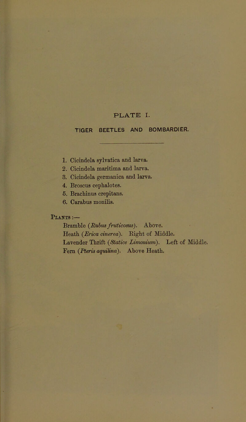 PLATE I. TIGER BEETLES AND BOMBARDIER. 1. Cicindela sylvatica and larva. 2. Cicindela maritima and larva. 3. Cicindela germanica and larva. 4. Broscus ceplialotes. 5. Brachinua crepitans, 6. Carabus monilis. Plants :— Bramble (Itubus fruticosus). Above. Heath (Erica cinerea). Right of Middle. Lavender Thrift (Statice Zimoniuni). Left of Middle, Fern (Pteris aquilina). Above Heath.