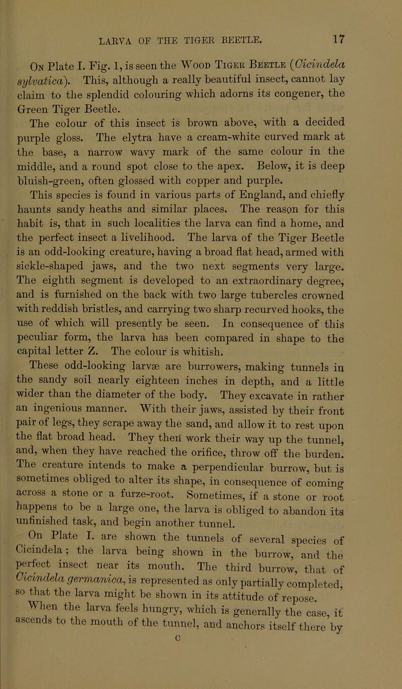 On Plate I. Fig. 1, is seen the Wood Tiger Beetle {Cicindela sylvatica). This, although a really beautiful insect, cannot lay claim to the splendid colouring which adorns its congener, the Green Tiger Beetle. The colour of this insect is brown above, with a decided purple gloss. The elytra have a cream-white curved mark at the base, a narrow wavy mark of the same colour in the middle, and a round spot close to the apex. Below, it is deep bluish-green, often glossed with copper and purple. This species is found in various parts of England, and chiefly haunts sandy heaths and similar places. The reason for this habit is, that in such localities the larva can And a home, and the perfect insect a livelihood. The larva of the Tiger Beetle is an odd-looking creature, having a broad flat head, armed with sickle-shaped jaws, and the two next segments very large. The eighth segment is developed to an extraordinary degree, and is furnished on the back with two large tubercles crowned with reddish bristles, and carrying two sharp recurved hooks, the use of which will presently be seen. In consequence of this peculiar form, the larva has been compared in shape to the capital letter Z. The colour is whitish. These odd-looking larvae are burrowers, making tunnels in the sandy soil nearly eighteen inches in depth, and a little wider than the diameter of the body. They excavate in rather an ingenious manner. With their jaws, assisted by their front pair of legs, they scrape away the sand, and allow it to rest upon the flat broad head. They then work their way up the tunnel, and, when they have reached the orifice, throw off the burden. The creature intends to make a perpendicular burrow, but is sometimes obliged to alter its shape, in consequence of coming across a stone or a furze-root. Sometimes, if a stone or root happens to be a large one, the larva is obliged to abandon its unfinished task, and begin another tunnel. On Plate I. are shown the tunnels of several species of Cicindela ; the larva being shown in the burrow, and the perfect insect near its mouth. The third burrow, that of Cicindela germanica, is represented as only partially completed, so that the larva might be shown in its attitude of repose. Wlien the larva feels hungry, which is generally the case, it ascends to the mouth of the tunnel, and anchors itself there by c