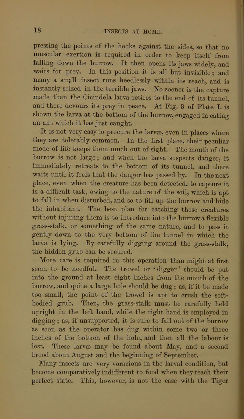 pressing the points of the hooks against the sides, so that no muscular exertion is required in order to keep itself from falling down the burrow. It then opens its jaws widely, and waits for prey. In this position it is all but invisible; and many a sm^ll insect runs heedlessly within its reach, and is instantly seized in the terrible jaws. No sooner is the capture made than the Cicindela larva retires to the end of its tunnel, and there devours its prey in peace. At Fig. 3 of Plate I. is shown the larva at the bottom of the burrow, engaged in eating an ant which it has just caught. It is not very easy to procure the larvae, even in places where they are tolerably common. In the first place, their peculiar mode of life keeps them much out of sight. The mouth of the bm-row is not large; and when the larva suspects danger, it immediately retreats to the bottom of its tunnel, and there waits until it feels that the danger has passed by. In the next place, even when the creature has been detected, to capture it is a difficult task, owing to the nature of the soil, which is apt to fall in when disturbed, and so to fill up the burrow and hide the inhabitant. The best plan for catching these creatures without injuring them is to introduce into the burrow a fiexible grass-stalk, or something of the same natm'e, and to pass it gently down to the very bottom of the tunnel in which the larva is lying. By carefully digging around the gi-ass-stalk, the hidden grub can be secured. More care is required in this operation than might at first seem to be needful. The trowel or ‘ digger ’ should be put into the ground at least eight inches from the mouth of the burrow, and quite a large hole should be dug; as, if it be made too small, the point of the trowel is apt to crush the soft- bodied grub. Then, the grass-stalk must be carefully held upright in the left hand, while the right hand is employed in digging; as, if unsupported, it is sure to fall out of the burrow as soon as the operator has dug within some two or three inches of the bottom of the hole, and then all the labour is lost. These larvae may be found about May, and a second brood about August and the beginning of September. Many insects are very voracioxis in the larval condition, but become comparatively indifferent to food when they reach their perfect state. This, however, is not the case with the Tiger