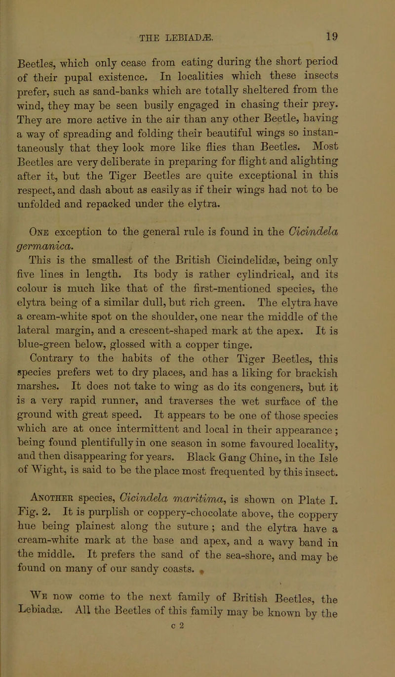 Beetles, which only cease from eating during the short period of their pupal existence. In localities which these insects prefer, such as sand-banks which are totally sheltered from the wind, they may he seen busily engaged in chasing their prey. They are more active in the air than any other Beetle, having a way of spreading and folding their beautiful wings so instan- taneously that they look more like flies than Beetles. Most Beetles are very deliberate in preparing for flight and alighting after it, but the Tiger Beetles are quite exceptional in this respect, and dash about as easily as if their wings had not to be unfolded and repacked under the elytra. One exception to the general rule is found in the Cidndela germanica. This is the smallest of the British Cicindelidse, being only five lines in length. Its body is rather cylindrical, and its colour is much like that of the first-mentioned species, the elytra being of a similar dull, but rich green. The elytra have a cream-white spot on the shoulder, one near the middle of the lateral margin, and a crescent-shaped mark at the apex. It is blue-green below, glossed with a copper tinge. Contrary to the habits of the other Tiger Beetles, this species prefers wet to dry places, and has a liking for brackish marshes. It does not take to wing as do its congeners, but it is a very rapid runner, and traverses the wet surface of the ground with great speed. It appears to be one of those species which are at once intermittent and local in their appearance ; being found plentifully in one season in some favoured locality, and then disappearing for years. Black Grang Chine, in the Isle of Wight, is said to be the place most frequented by this insect. Another species, Gicindela maritima, is shown on Plate I. Fig. 2. It is purplish or coppery-chocolate above, the coppery hue being plainest along the suture ; and the elytra have a cream-white mark at the base and apex, and a wavy band in the middle. It prefers the sand of the sea-shore, and may be found on many of our sandy coasts. « We now come to the next family of British Beetles, the Lebiadae. All the Beetles of this family may be known by the