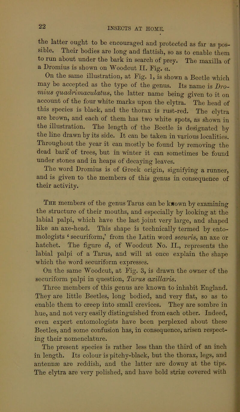 the latter ought to be encouraged and protected as far as pos- sible. Their bodies are long and flattish, so as to enable them to run about under the bark in search of prey. The maxilla of a Dromius is shown on Woodcut II. Fig. a. On the same illustration, at Fig. 1, is shown a Beetle which my be accepted as the type of the genus. Its name is Dro- 'ffhvUjS (^VjQj^^/TXTYiO/C'UjLcvtus^ the latter name being given to it on account of the four white marks upon the elytra. The head of this species is black, and the thorax is rust-red. The elytra are brown, and each of them has two white spots, as shown in the illustration. The length of the Beetle is designated by the line drawn by its side. It can be taken in various localities. Throughout the year it can mostly be found by removing the dead bark of trees, but in winter it can sometimes be found under stones and in heaps of decaying leaves. The word Dromius is of Greek origin, signifying a runner, and is given to the members of this genus in consequence of their activity. The members of the genus Tarus can be k«own by examining the structure of their mouths, and especially by looking at the labial palpi, which have the last joint very large, and shaped like an axe-head. This shape is technically termed by ento- mologists ‘ securiform,’ from the Latin word securis, an axe or hatchet. The figure d, of Woodcut No. II., represents the labial palpi of a Tarus, and will at once explain the shape which the word securiform expresses. On the same Woodcut, at Fig. 3, is drawn the owner of the securiform palpi in question, Tarus axillaris. Three members of this genus are known to inhabit England. They are little Beetles, long bodied, and very flat, so as to enable them to creep into small crevices. They are sombre in hue, and not very easily distinguished from each other. Indeed, even expert entomologists have been perplexed about these Beetles, and some confusion has, in consequence, arisen respect- ing their nomenclature. The present species is rather less than the third of an inch in length. Its colour is pitchy-black, but the thorax, legs, and antennae are reddish, and the latter are downy at the tips. The elytra are very polished, and have bold striae covered with