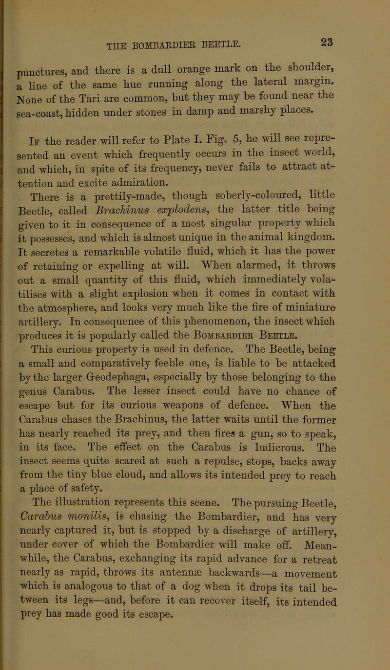 TIIE BOMBAEDIEK BEETLE. puncttires, and there is a dull orange mark on the shoulder, a line of the same hue running along the lateral margin. None of the Tari are common, but they may be found near the sea-coast, hidden under stones in damp and marshy places. If the reader will refer to Plate I. Fig. 5, he will see repre- sented an event which frequently occurs in the insect world, and which, in spite of its frequency, never fails to attract at- tention and excite admiration. There is a prettily-made, though soberly-coloured, little Beetle, called Brachinus explodens, the latter title being I given to it in consequence of a most singular property which it possesses, and which is almost unique in the animal kingdom. It secretes a remarkable volatile fluid, which it has the power of retaining or expelling at will. When alarmed, it throws out a small quantity of this fluid, which immediately vola- tilises with a slight explosion when it comes in contact with the atmosphere, and looks very much like the fire of miniature artillery. In consequence of this phenomenon, the insect which produces it is popularly called the Bombakdier Beetle. This curious property is used in defence. The Beetle, being a small and comparatively feeble one, is liable to be attacked by the larger- Greodephaga, especially by those belonging to the genus Carabus. Tlie lesser insect could have no chance of escape but for its curious weapons of defence. When the Carabus chases the Brachinus, the latter waits until the former has nearly reached its prey, and then fires a gun, so to speak, in its face. The effect on the Carabus is ludicrous. The insect seems quite scared at such a repulse, stops, backs away from the tiny blue cloud, and allows its intended prey to reach a place of safety. The illustration represents this scene. The pursuing Beetle, Carabus monilis, is chasing the Bombardier, and has very nearly captured it, but is stopped by a discharge of artillery, under cover of which the Bombardier will make off. Mean- while, the Carabus, exchanging its rapid advance for a retreat nearly as rapid, throws its antennse backwards—a movement which is analogous to that of a dog when it drops its tail be- tween its legs—and, before it can recover itself, its intended prey has made good its escape.