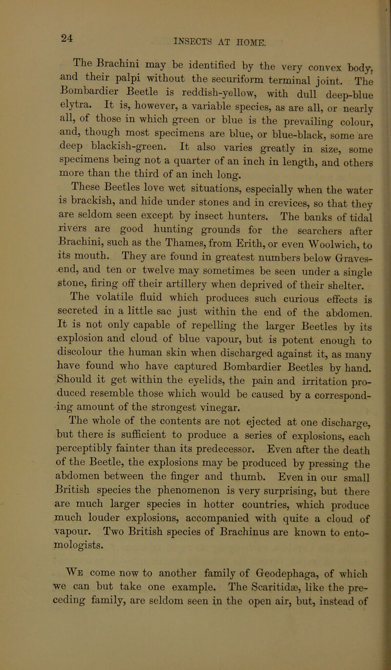 The Brachini may be identified by the very convex body, and their palpi without the securiform terminal joint. The Bombardier Beetle is reddish-yellow, with dull deep-blue elytra. It is, however, a variable species, as are all, or nearly all, of those in which green or blue is the prevailing colour, and, though most specimens are blue, or blue-black, some are deep blackish-green. It also varies greatly in size, some specimens being not a quarter of an inch in length, and others more than the third of an inch long. These Beetles love wet situations, especially when the water is brackish, and hide under stones and in crevices, so that they are seldom seen except by insect hunters. The banks of tidal rivers are good hunting grounds for the searchers after Brachini, such as the Thames, from Erith, or even Woohvich, to its mouth. They are found in greatest numbers below Grraves- end, and ten or twelve may sometimes be seen under a single stone, firing off their artillery when deprived of their shelter. The volatile fluid which produces such curious effects is secreted in a little sac just within the end of the abdomen. It is not only capable of repelling the larger Beetles by its explosion and cloud of blue vapour, but is potent enough to discolour the human skin when discharged against it, as many have found who have captured Bombardier Beetles by hand. Should it get within the eyelids, the pain and irritation pro- duced resemble those which would be caused by a correspond- ing amount of the strongest vinegar. The whole of the contents are not ejected at one discharge, but there is sufficient to produce a series of explosions, each perceptibly fainter than its predecessor. Even after the death of the Beetle, the explosions may be produced by pressing the abdomen between the finger and thumb. Even in our small British species the phenomenon is very surprising, but there are much larger species in hotter countries, which produce much louder explosions, accompanied with quite a cloud of vapour. Two British species of Brachinus are known to ento- mologists. We come now to another family of Gfeodephaga, of which we can but take one example. The Scaritidse, like the pre- ceding family, are seldom seen in the open air, but, instead of