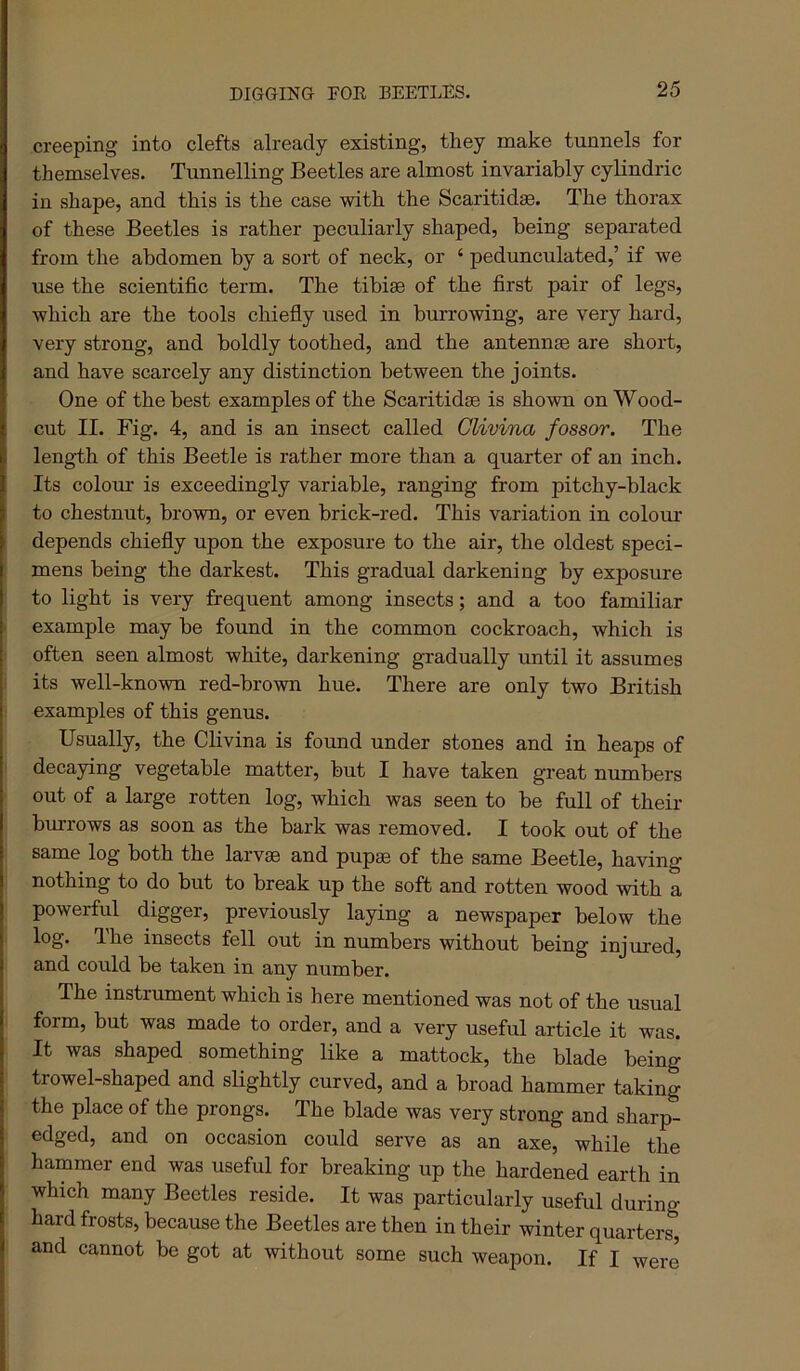 creeping into clefts already existing, they make tunnels for themselves. Tunnelling Beetles are almost invariably cylindric in shape, and this is the case with the Scaritid®. The thorax of these Beetles is rather peculiarly shaped, being separated from the abdomen by a sort of neck, or ‘ pedunculated,’ if we use the scientific term. The tibiae of the first pair of legs, which are the tools chiefly used in burrowing, are very hard, very strong, and boldly toothed, and the antennae are short, and have scarcely any distinction between the joints. One of the best examples of the Scaritidoe is shown on Wood- cut II. Fig. 4, and is an insect called Clivina fossor. The length of this Beetle is rather more than a quarter of an inch. Its colour is exceedingly variable, ranging from pitchy-black to chestnut, brown, or even brick-red. This variation in colour depends chiefly upon the exposure to the air, the oldest speci- mens being the darkest. This gradual darkening by exposure to light is very frequent among insects; and a too familiar example may be found in the common cockroach, which is often seen almost white, darkening gradually until it assumes its well-known red-brown hue. There are only two British examples of this genus. Usually, the Clivina is found under stones and in heaps of decaying vegetable matter, but I have taken great numbers out of a large rotten log, which was seen to be full of their burrows as soon as the bark was removed. I took out of the same log both the larvae and pupae of the same Beetle, having nothing to do but to break up the soft and rotten wood with a powerful digger, previously laying a newspaper below the log. The insects fell out in numbers without being injured, and could be taken in any number. The instrument which is here mentioned was not of the usual form, but was made to order, and a very useful article it was. It was shaped something like a mattock, the blade being trowel-shaped and slightly curved, and a broad hammer taking the place of the prongs. The blade was very strong and sharp- edged, and on occasion could serve as an axe, while the hammer end was useful for breaking up the hardened earth in which many Beetles reside. It was particularly useful during hard frosts, because the Beetles are then in their winter quarters, and cannot be got at without some such weapon. If I were