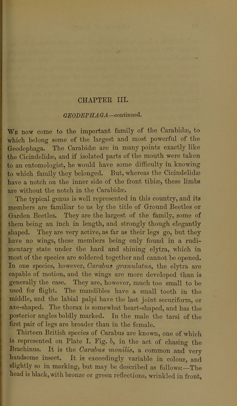 CHAPTER III. GEODEPHA G'A—continued. V We now come to the important family of the Carahidce, to which belong some of the largest and most powerful of the G-eodephaga. The Carabidse are in many points exactly like the Cicindelidse, and if isolated parts of the mouth were taken to an entomologist, he would have some difficulty in knowing to which family they belonged. But, whereas the Cicindelidse have a notch on the inner side of the front tibise, these limbs are without the notch in the Carabidse. The typical genus is well represented in this country, and its members are familiar to us by the title of Ground Beetles or Garden Beetles. They are the largest of the family, some of them being an inch in length, and strongly though elegantly shaped. They are very active, as far as their legs go, but they have no wings, these members being only found in a rudi- mentary state under the hard and shining elytra, which in most of the species are soldered together and cannot be opened. In one species, however, Carabus granulatus, the elytra are capable of motion, and the wings are more developed than is generally the case. They are, however, much too small to be used for flight. The mandibles have a small tooth in the middle, and the labial palpi have the last joint securiform, or axe-shaped. The thorax is somewhat heart-shaped, and has the posterior angles boldly marked. In the male the tarsi of the first pair of legs are broader than in the female. Thirteen British species of Carabus are known, one of which is represented on Plate I. Fig. b, in the act of chasing the Brachinus. It is the Carabus monilis, a common and very handsome insect. It is exceedingly variable in colour, and slightly so in marking, but may be described as follows:—The head is black, with bronze or gi-een reflections, wrinkled in front.