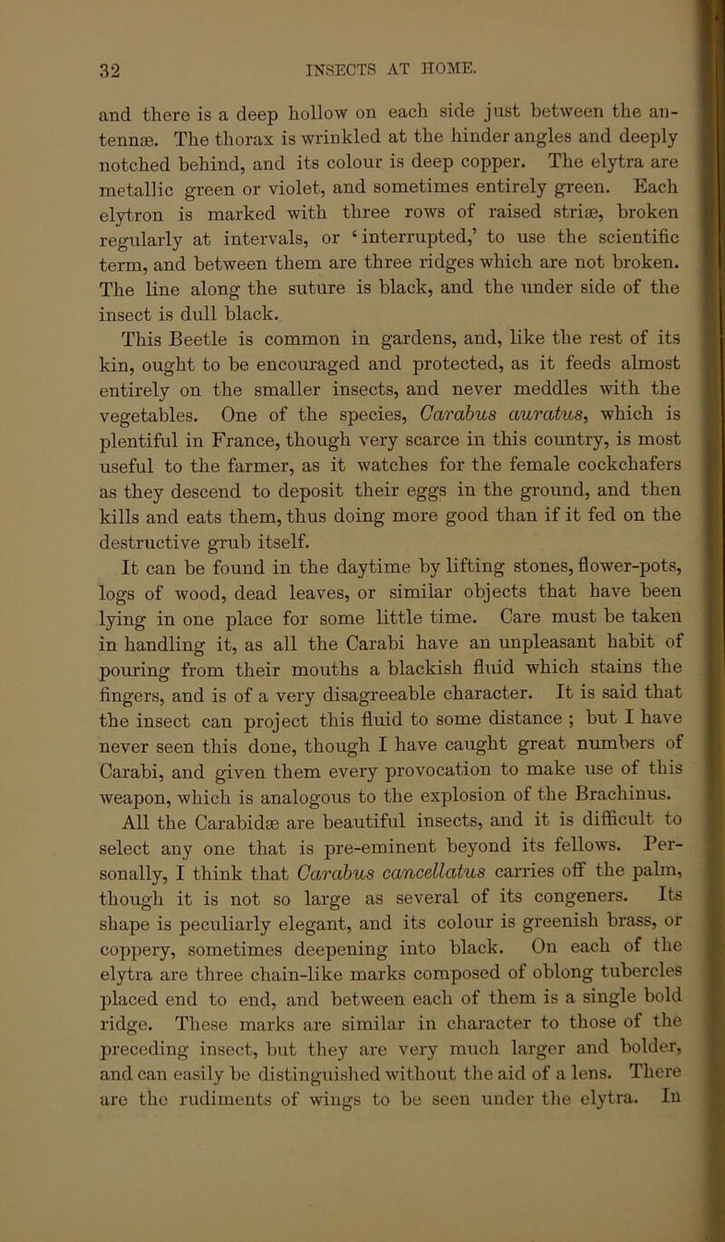 and there is a deep hollow on each side just between the an- tennjB. The thorax is wrinkled at the hinder angles and deeply notched behind, and its colour is deep copper. The elytra are metallic green or violet, and sometimes entirely green. Each elytron is marked with three rows of raised striae, broken regularly at intervals, or ‘interrupted,’ to use the scientific term, and between them are three ridges which are not broken. The line along the suture is black, and the under side of the insect is dull black. This Beetle is common in gardens, and, like the rest of its kin, ought to be encouraged and protected, as it feeds almost entirely on the smaller insects, and never meddles with the vegetables. One of the species, Garabus auratus, which is plentiful in France, though very scarce in this country, is most useful to the farmer, as it watches for the female cockchafers as they descend to deposit their eggs in the ground, and then kills and eats them, thus doing more good than if it fed on the destructive grub itself. It can be found in the daytime by lifting stones, flower-pots, logs of wood, dead leaves, or similar objects that have been lying in one place for some little time. Care must be taken in handling it, as all the Carabi have an unpleasant habit of pouring from their mouths a blackish fliiid which stains the fingers, and is of a very disagreeable character. It is said that the insect can project this fluid to some distance ; but I have never seen this done, though I have caught great numbers of Carabi, and given them every provocation to make use of this weapon, which is analogous to the explosion of the Brachinus. All the Carabidae are beautiful insects, and it is difficult to select any one that is pre-eminent beyond its fellows. Per- sonally, I think that Garabus cancellatus carries off the palm, though it is not so large as several of its congeners. Its shape is peculiarly elegant, and its colour is greenish brass, or coppery, sometimes deepening into black. On each of the elytra are three chain-like marks composed of oblong tubercles placed end to end, and between each of them is a single bold ridge. These marks are similar in character to those of the preceding insect, but they are very much larger and bolder, and can easily be distinguislied without tlie aid of a lens. There are the rudiments of wings to be seen under the elytra. In