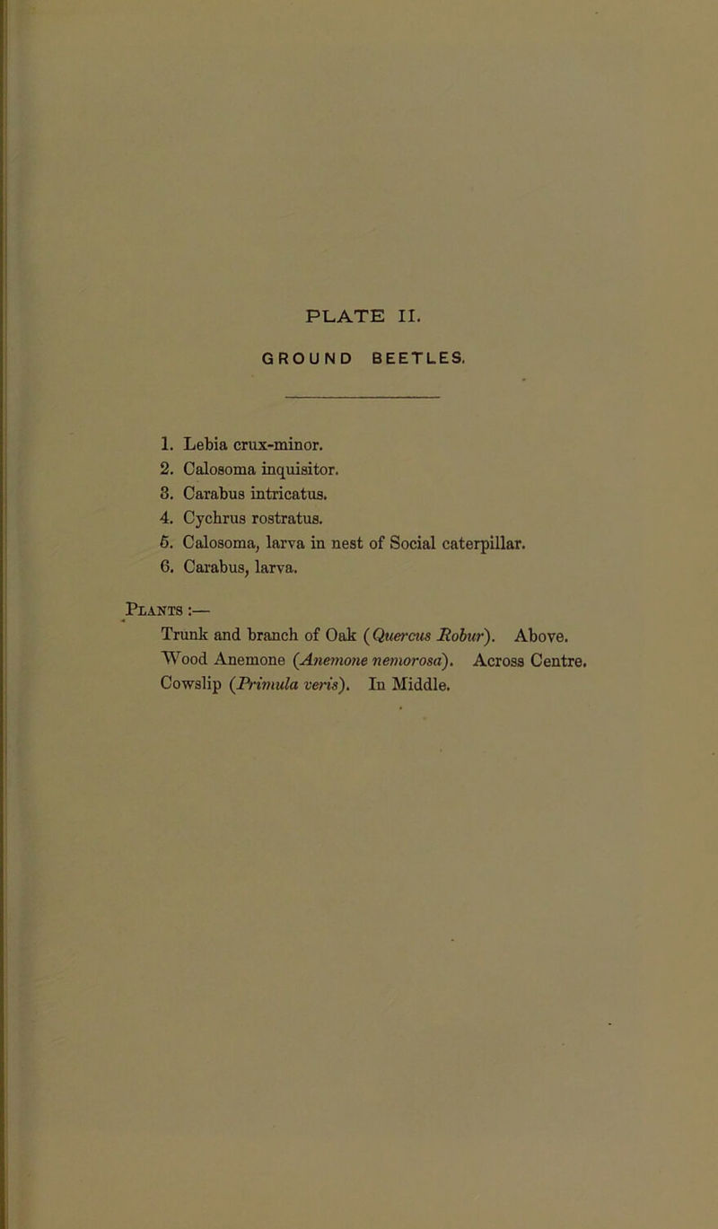 PLATE II. GROUND BEETLES. 1. Lebia crux-minor. 2. Oalosoma inquisitor. 8. Oarabus intricatus. 4. Cycbrus rostratus. 5. Oalosoma, larva in nest of Social caterpillar. 6. Oarabus, larva. Plants :— Trunk and branch of Oak {Quercus Rohur). Above. Wood Anemone (Anemone nemorosa). Across Centre. Cowslip (Primula veris). In Middle.